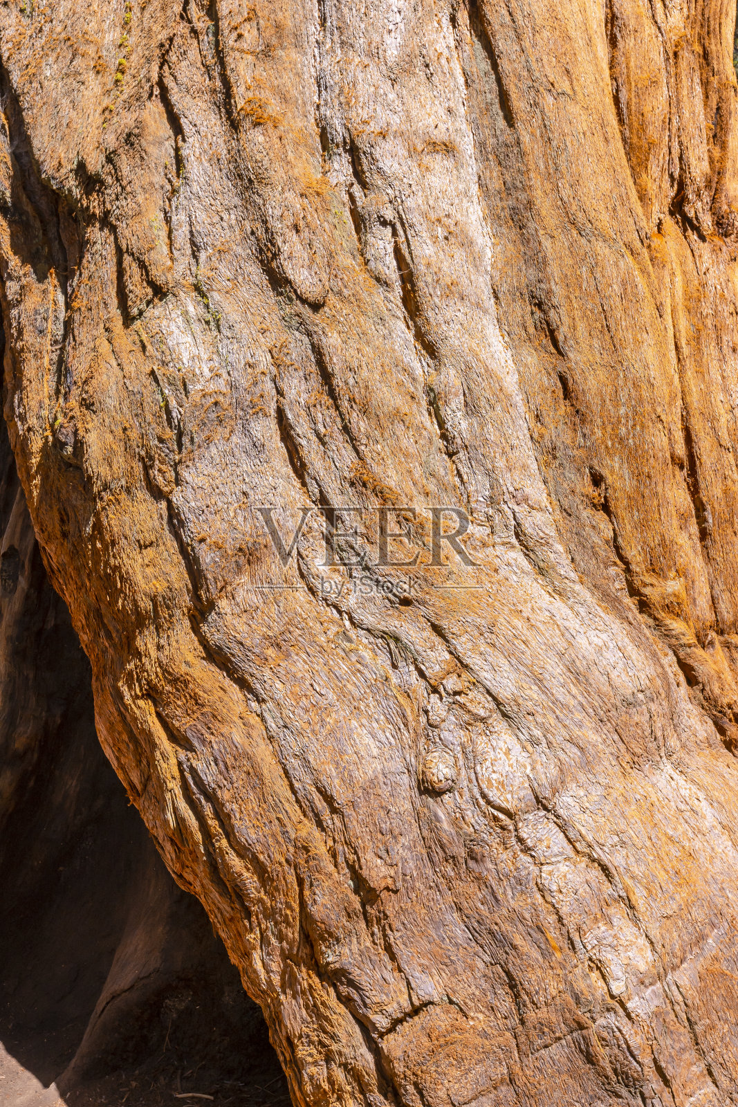 加州红杉国家公园一棵巨树的树皮。美国“t照片摄影图片