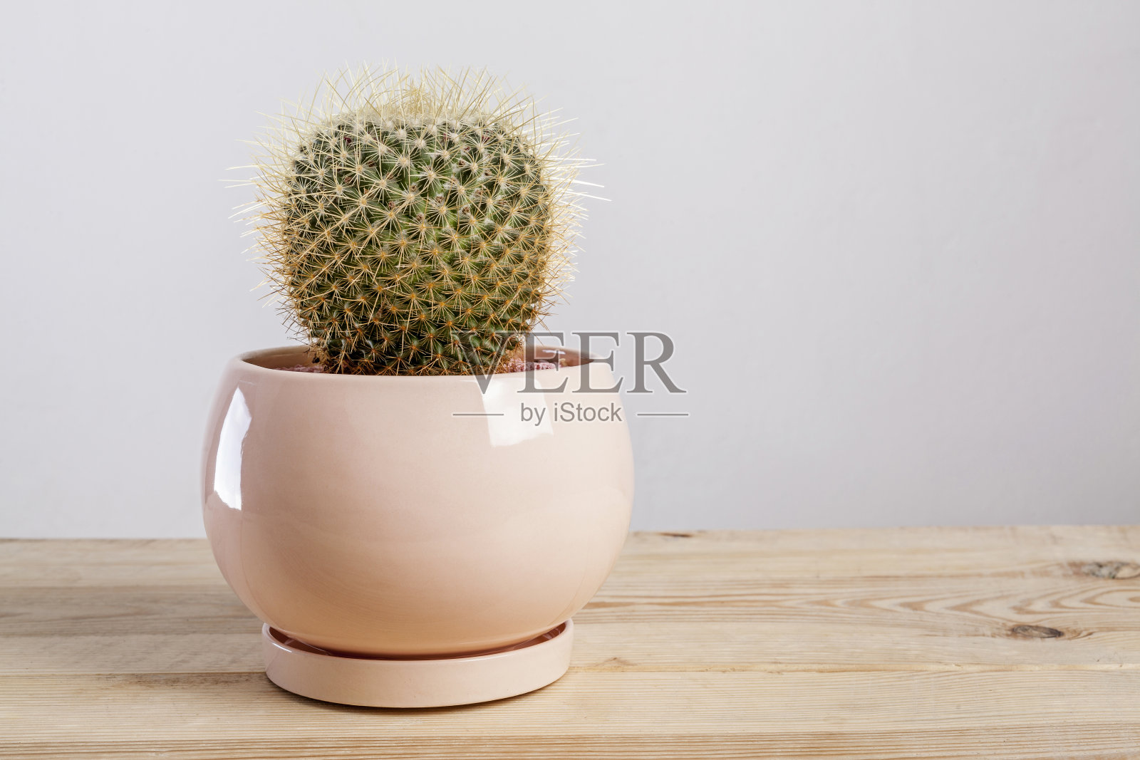 盆中仙人掌属植物。照片摄影图片