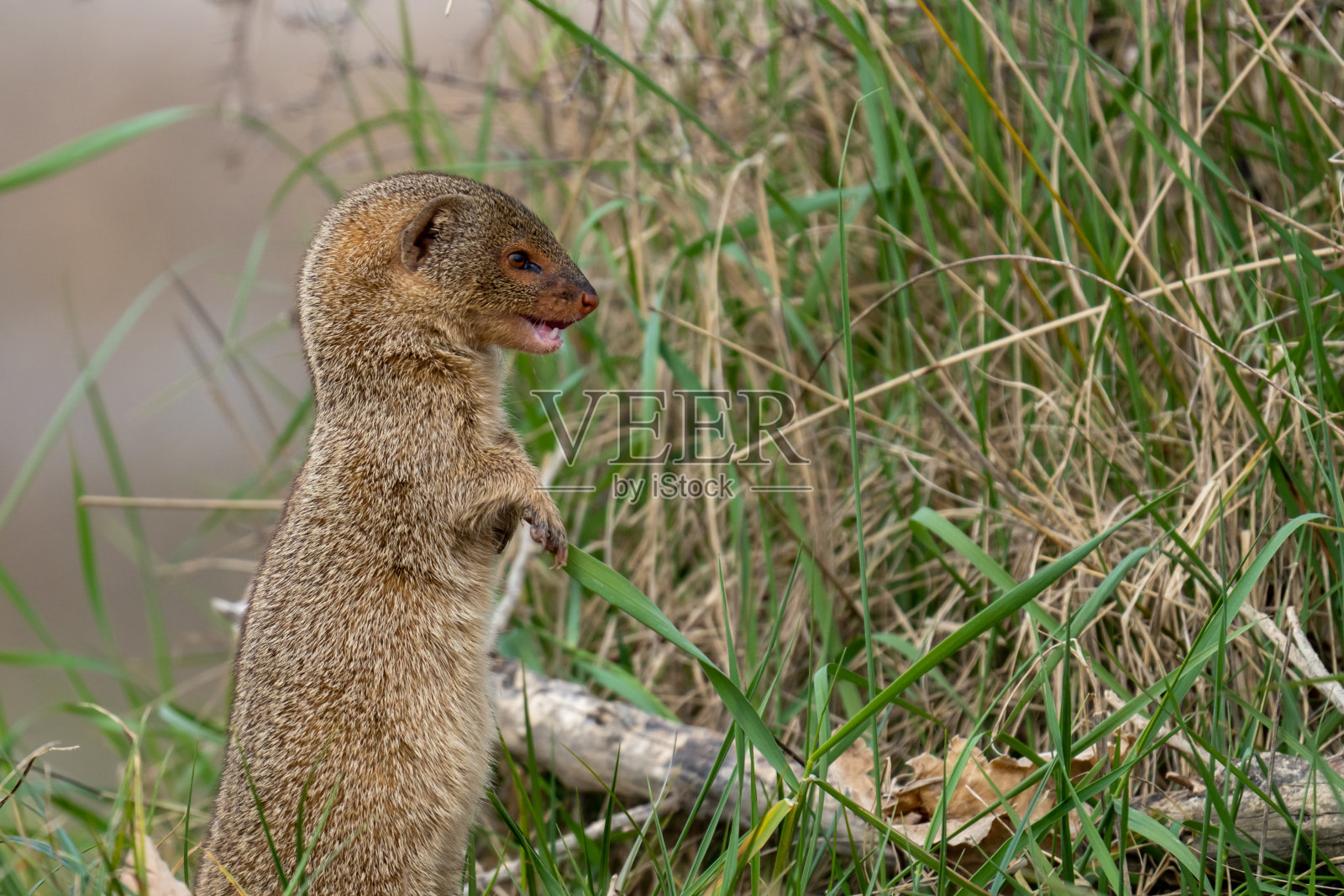 小印度猫鼬照片摄影图片