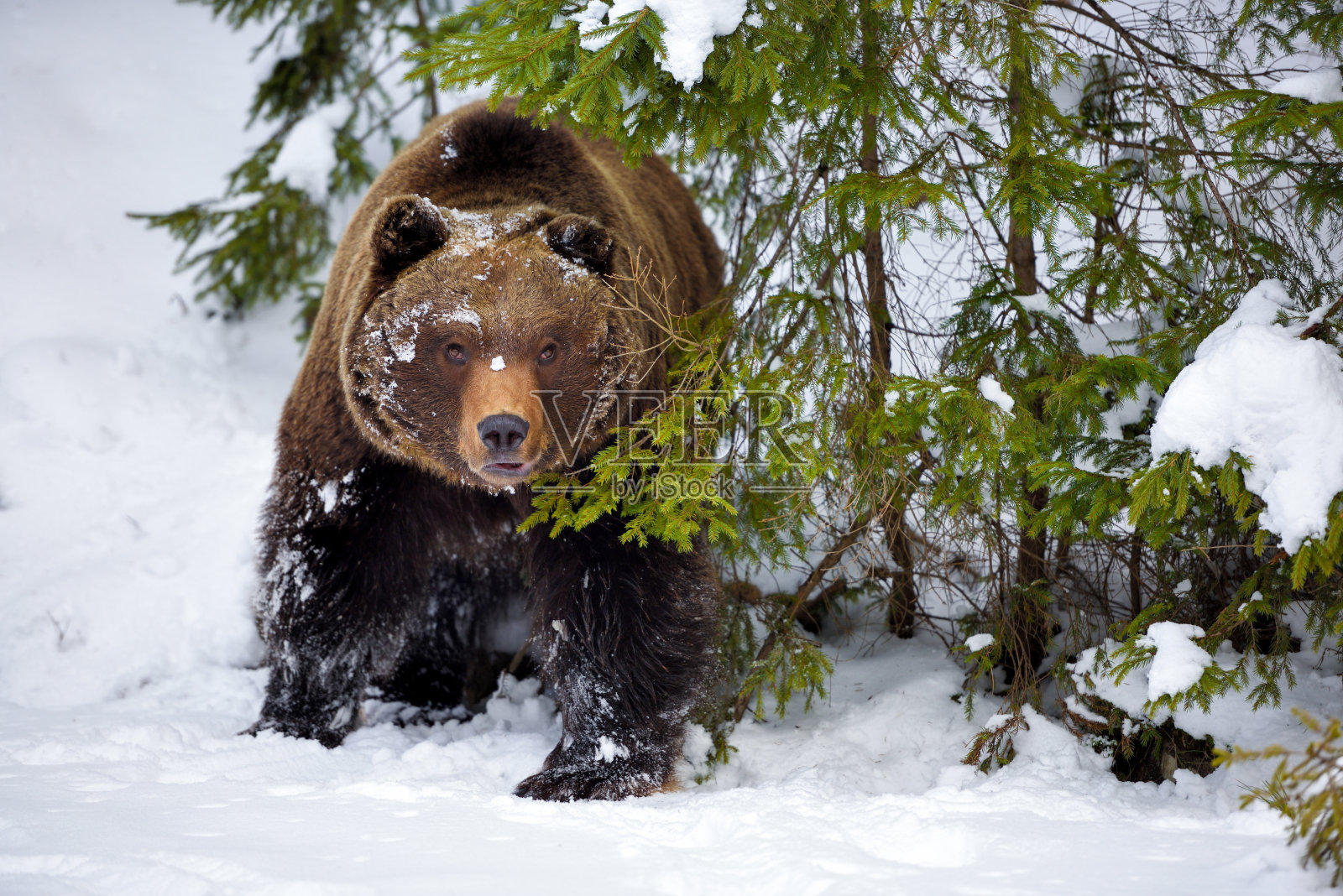 冬季森林中的野生棕熊照片摄影图片