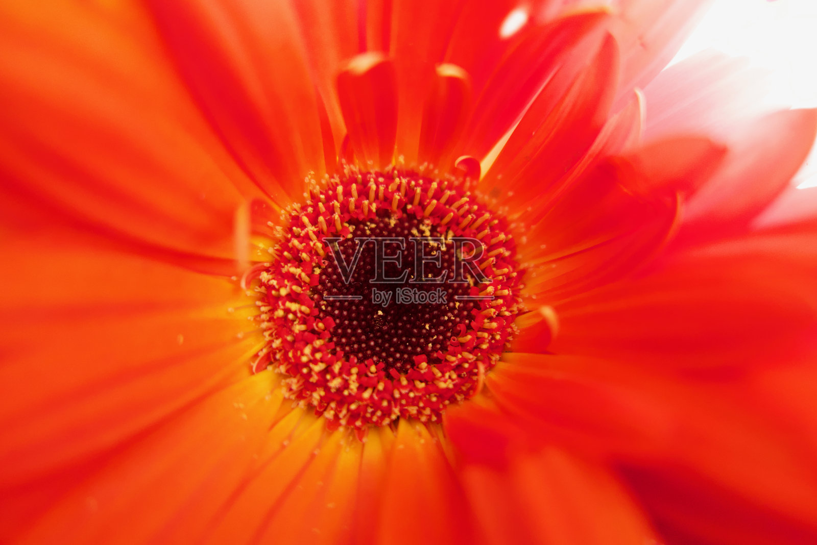 鲜艳的橙色非洲菊形象与轻微模糊的地方照片摄影图片