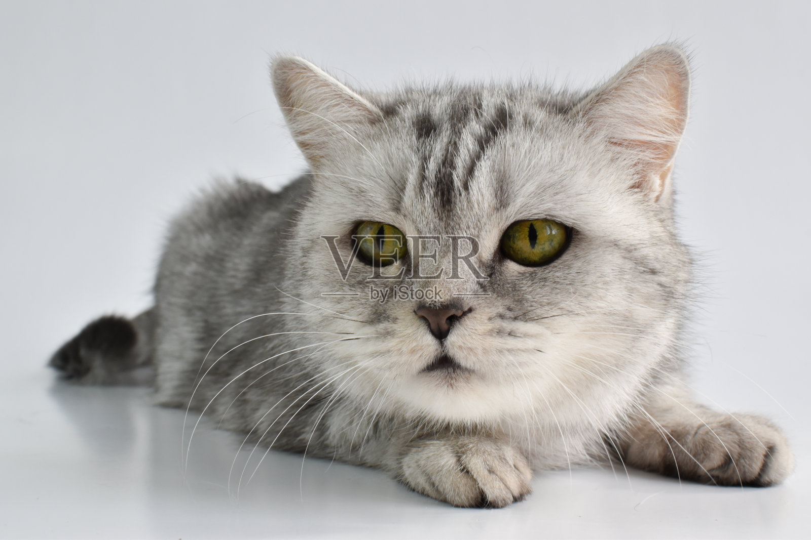 一只虎斑猫正躺在一只白色的猫身上。国内的动物。照片摄影图片