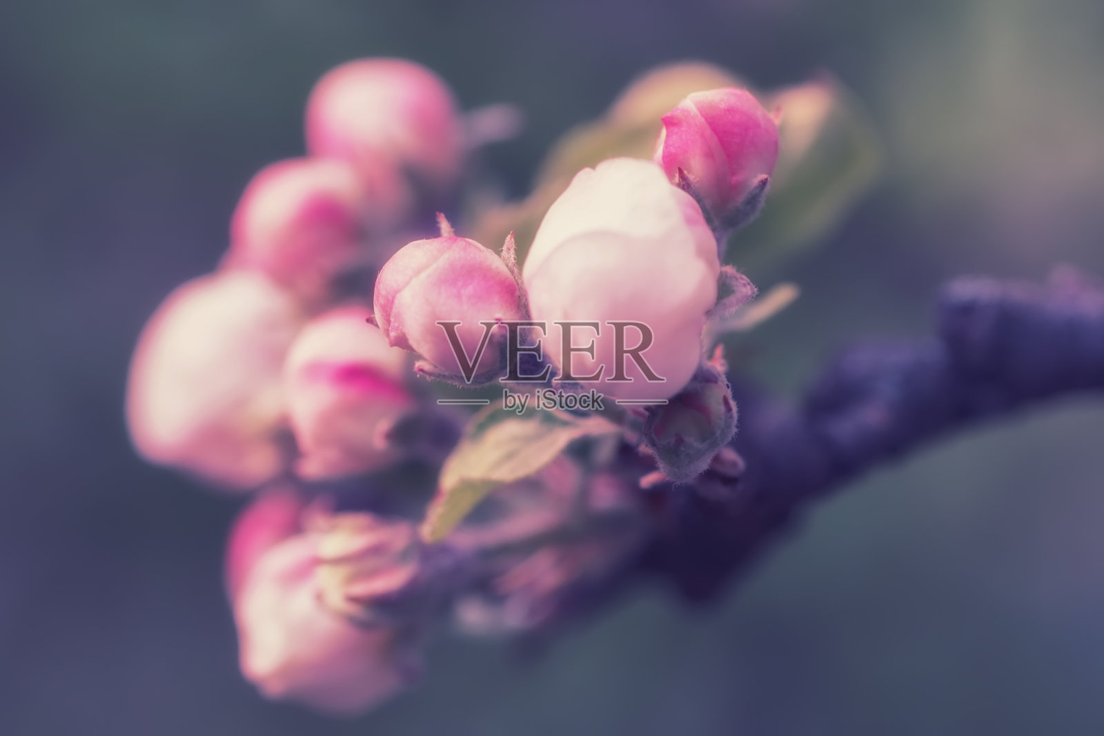 春天，花园里的苹果树开花了。照片摄影图片