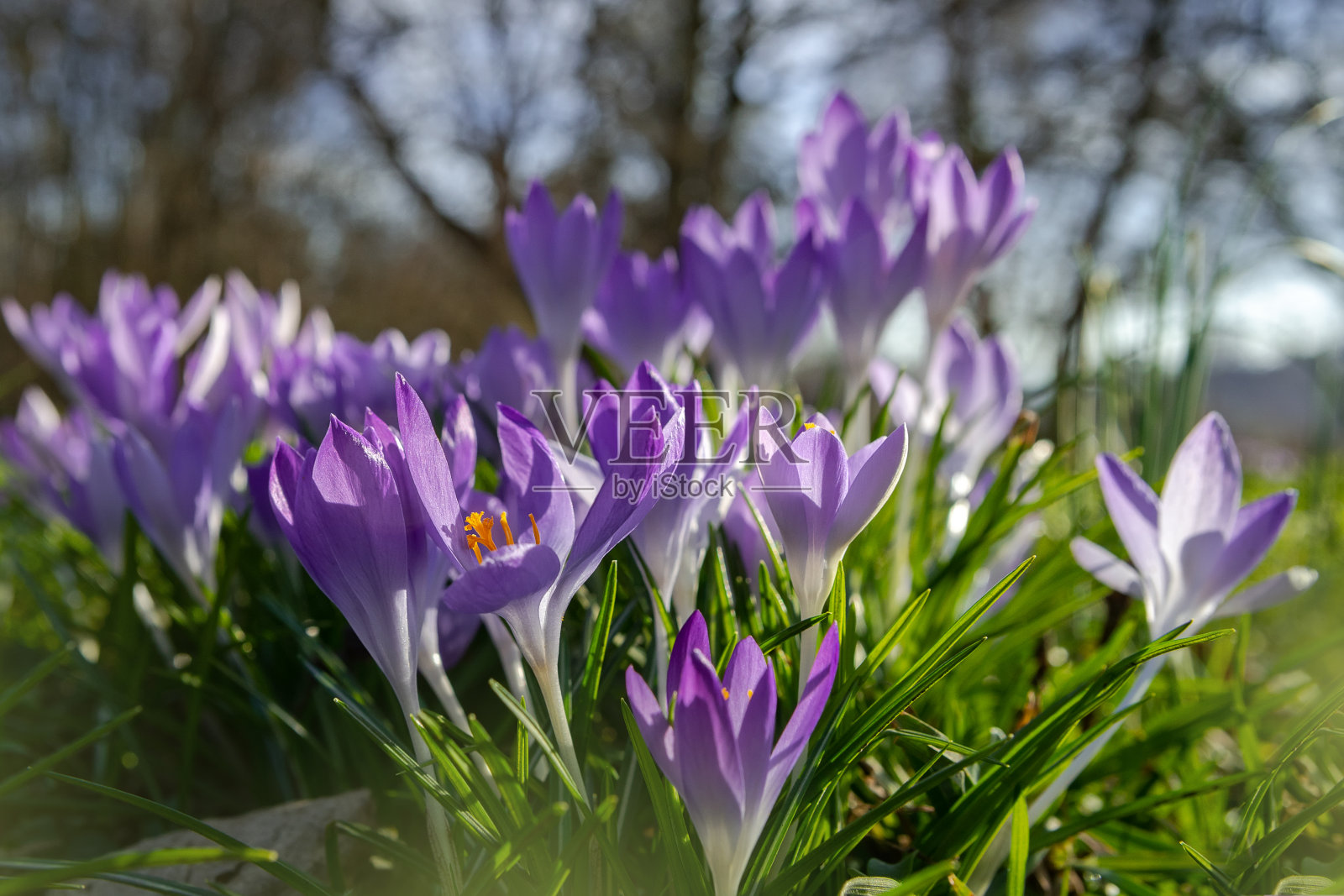 春天的背景与开花的紫罗兰番红花在早春照片摄影图片