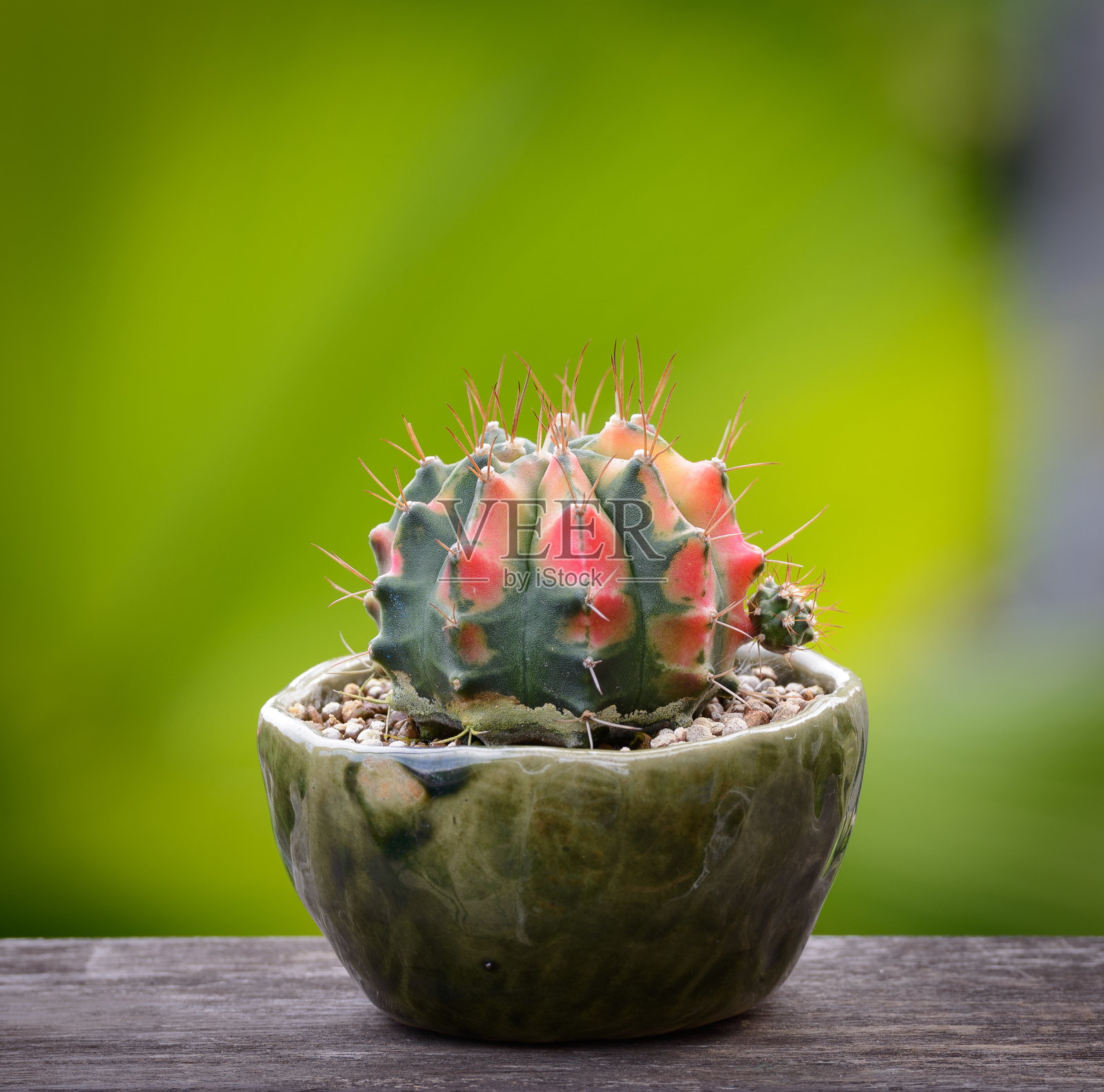花盆中的乌羽玉仙人掌或多肉植物，木纹背景照片摄影图片