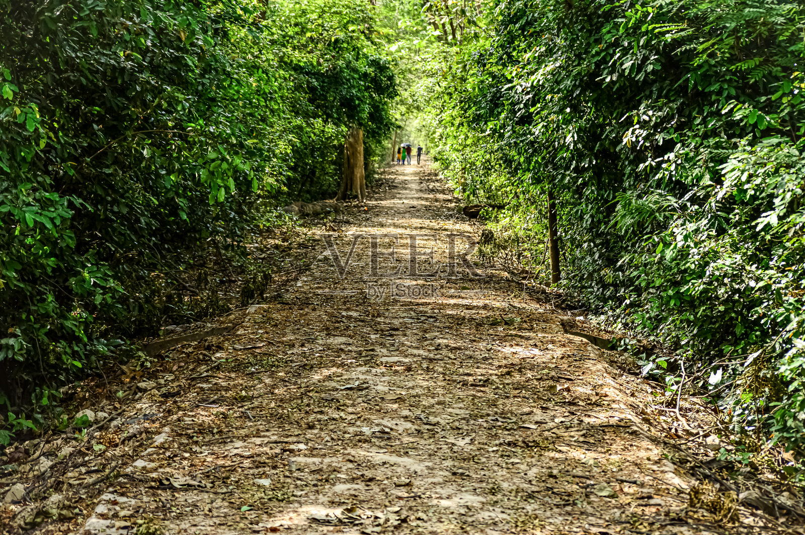 这条路穿过了森林。照片摄影图片