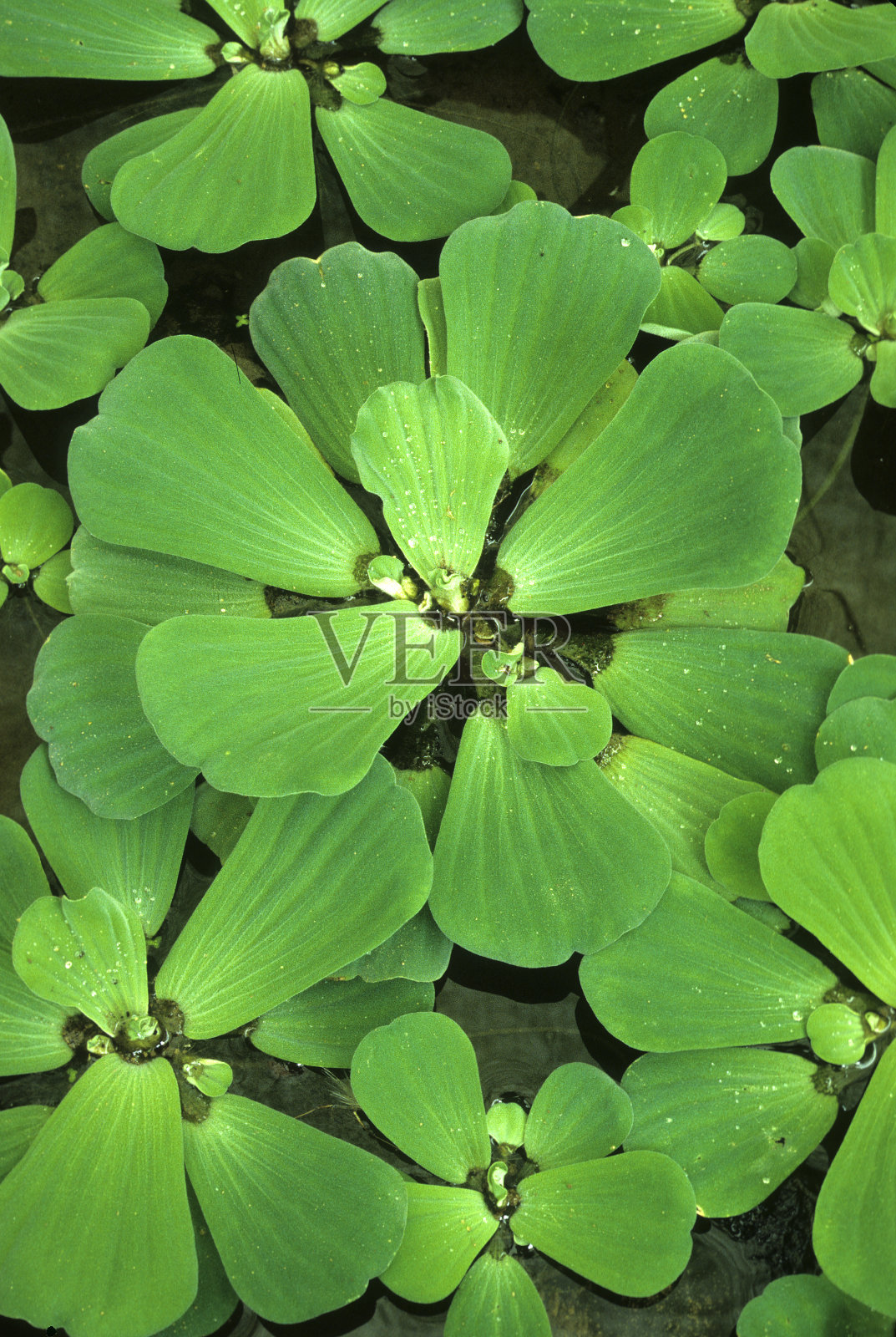 什么生菜照片摄影图片