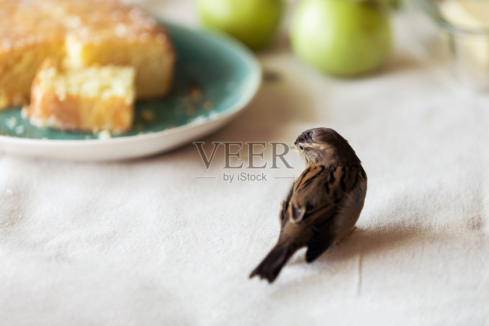 在室内，一只年轻的雌麻雀坐在桌子上，旁边是一个馅饼和苹果。另类宠物的概念。照片摄影图片