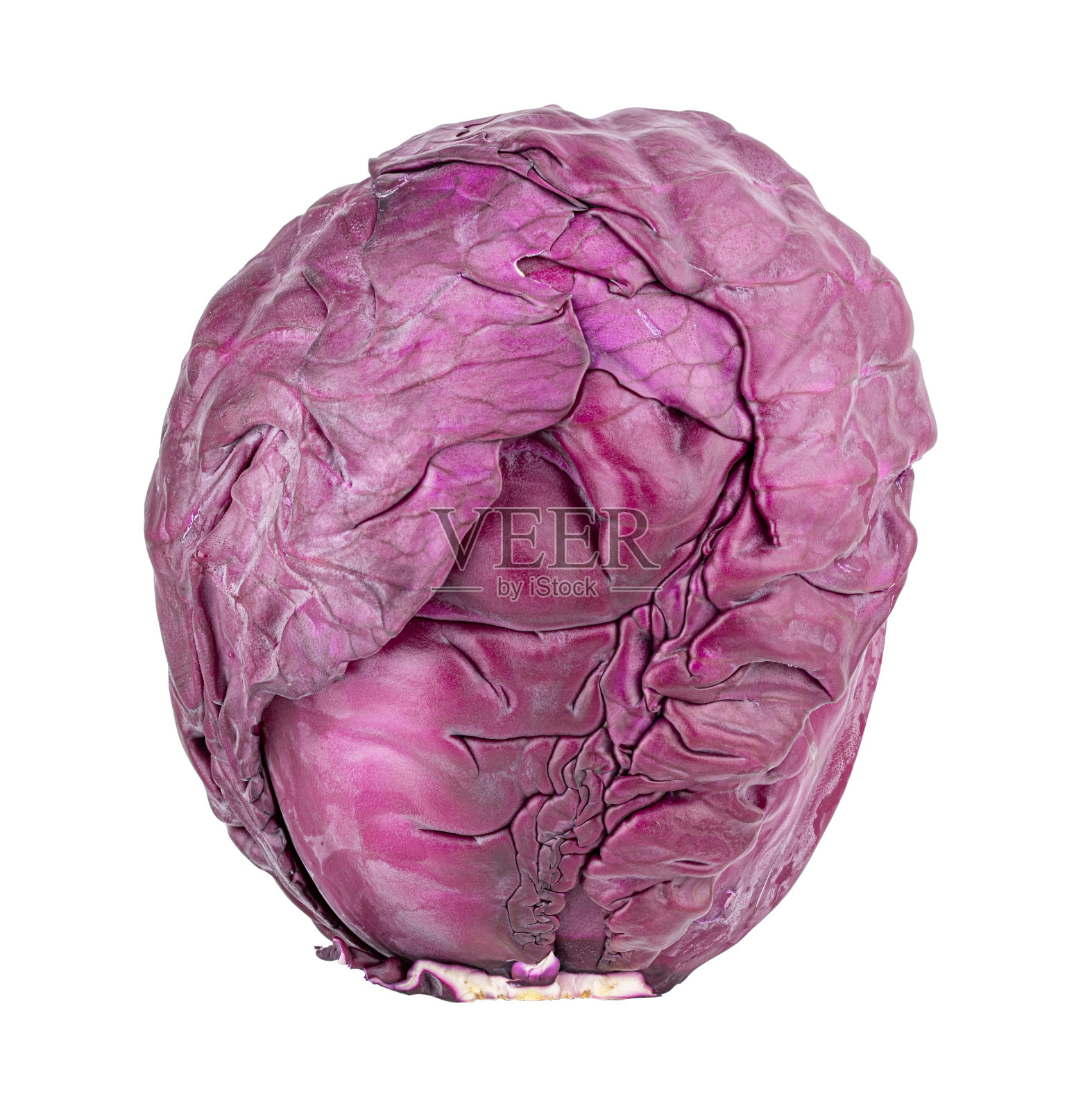孤立在白色背景上的紫色卷心菜照片摄影图片
