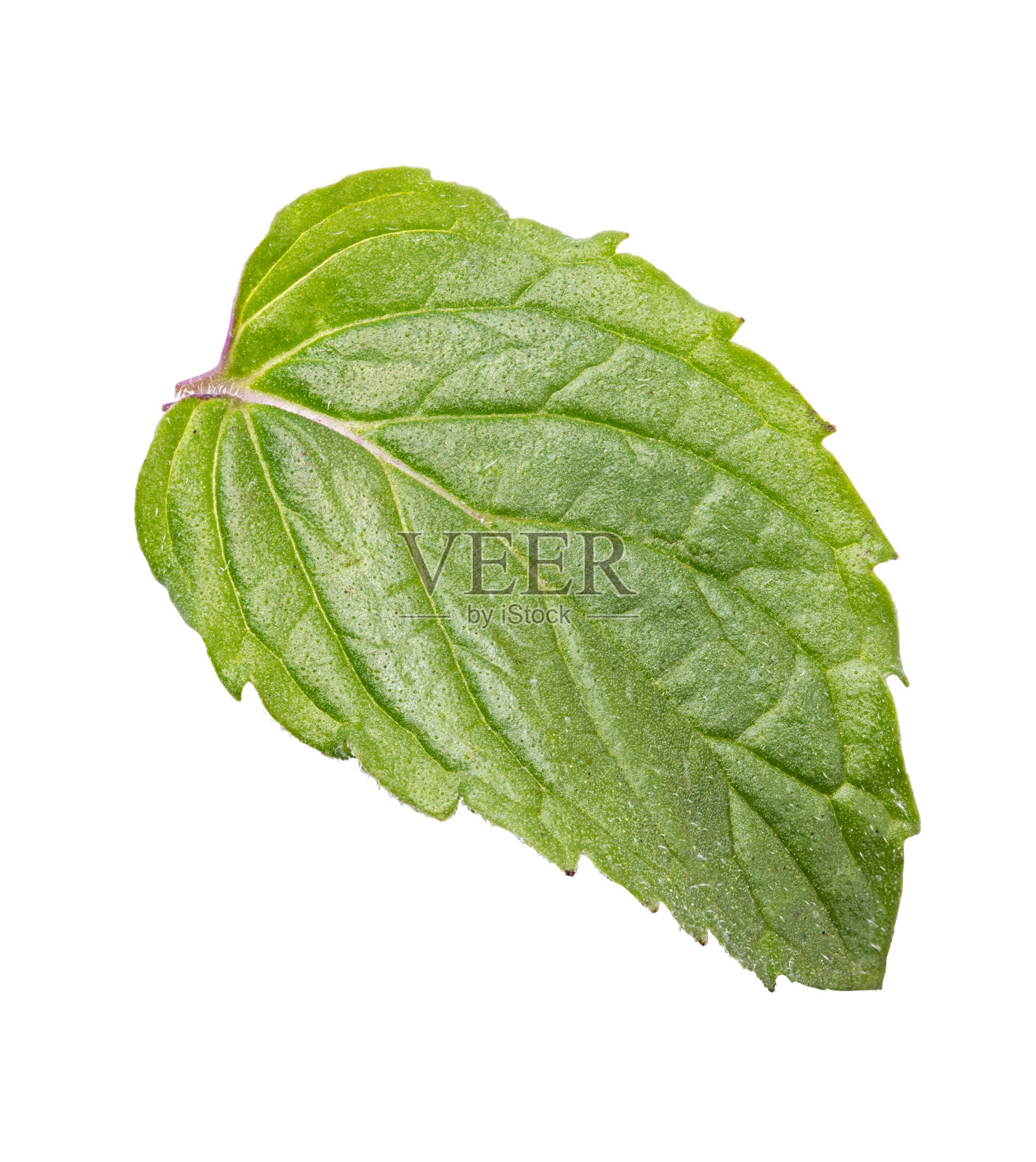 新鲜薄荷叶孤立在白色背景上照片摄影图片