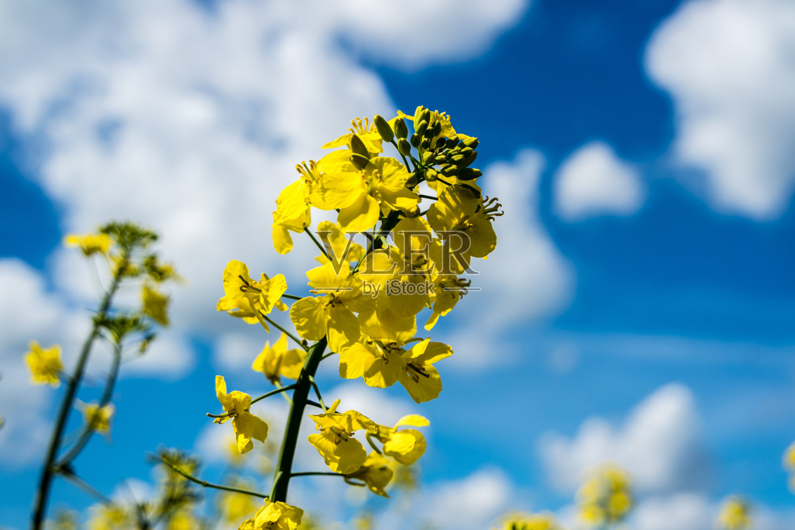 油菜花在春天开花照片摄影图片