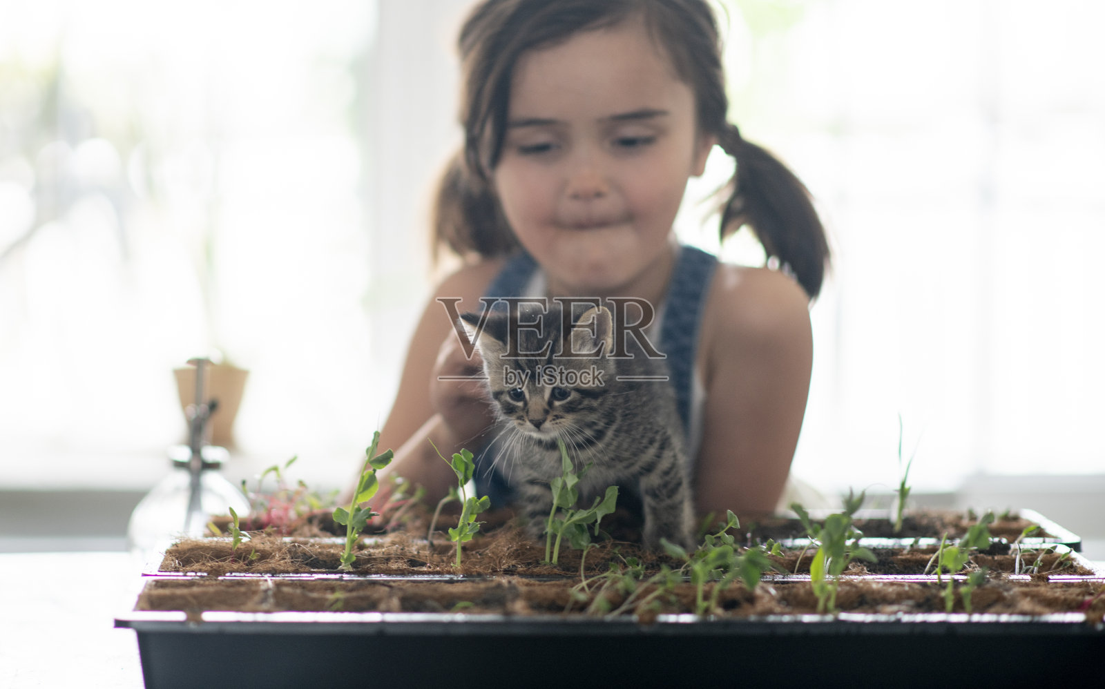 小女孩开始在家里做室内花园照片摄影图片
