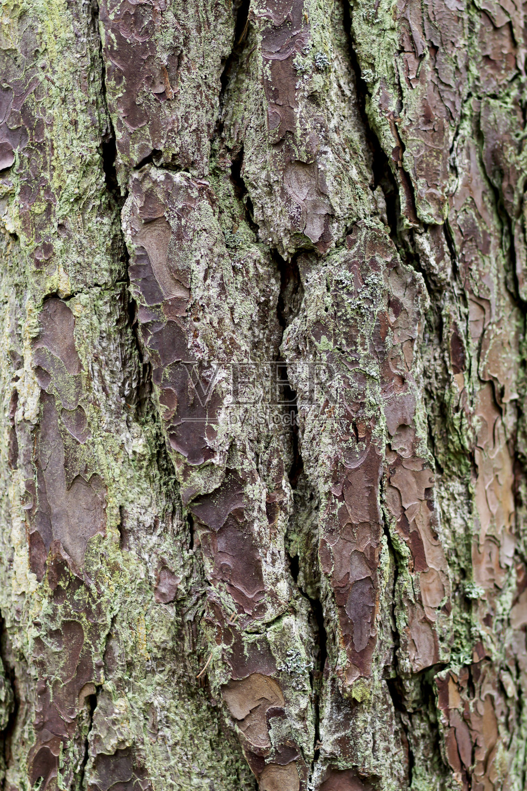 树皮。照片摄影图片