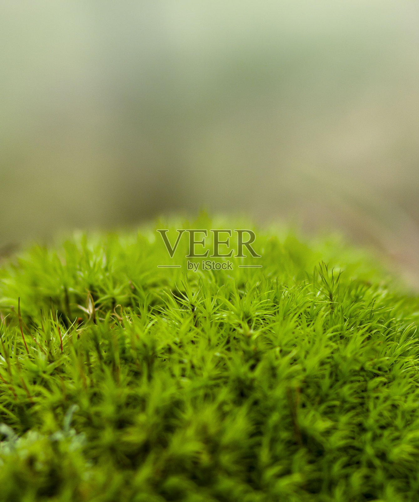 绿色的苔藓。照片摄影图片