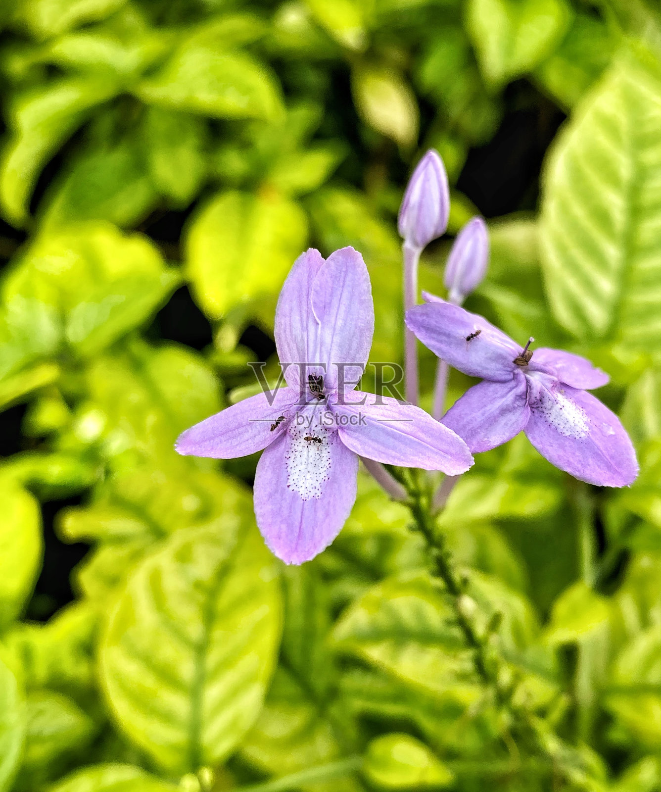 紫色花朵上的蚂蚁照片摄影图片