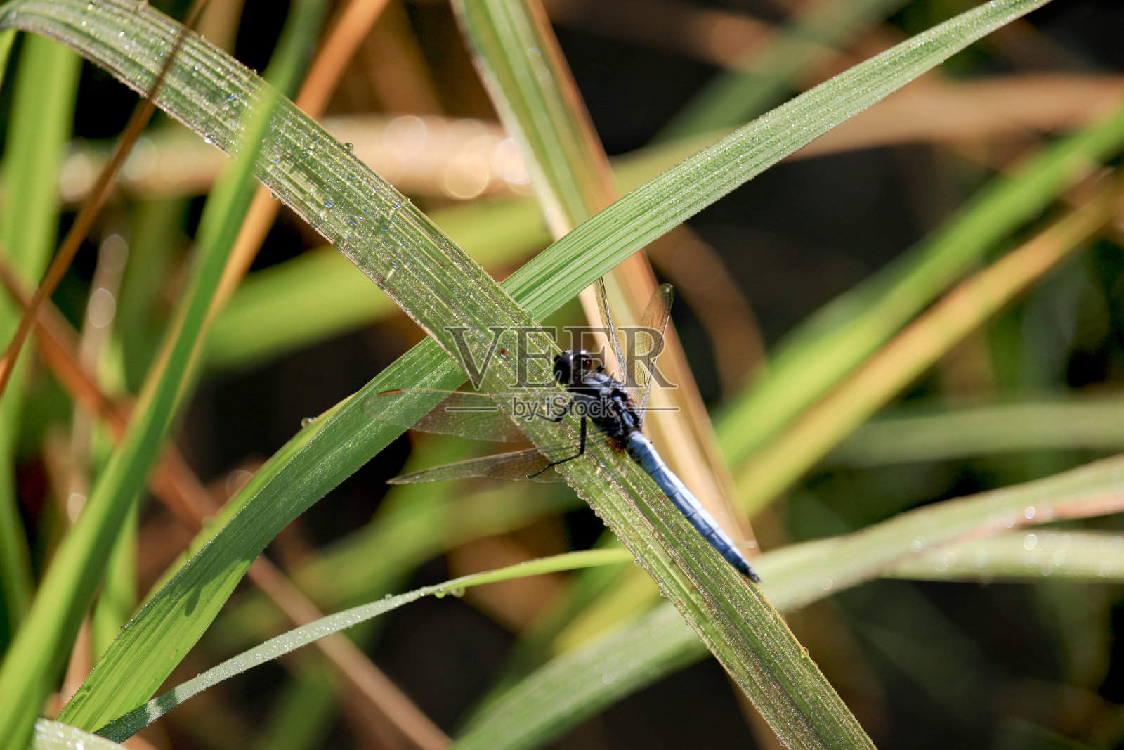 蜻蜓清晨在稻田里的叶子上上升的特写。美丽的野生动物，绿色的自然背景。照片摄影图片