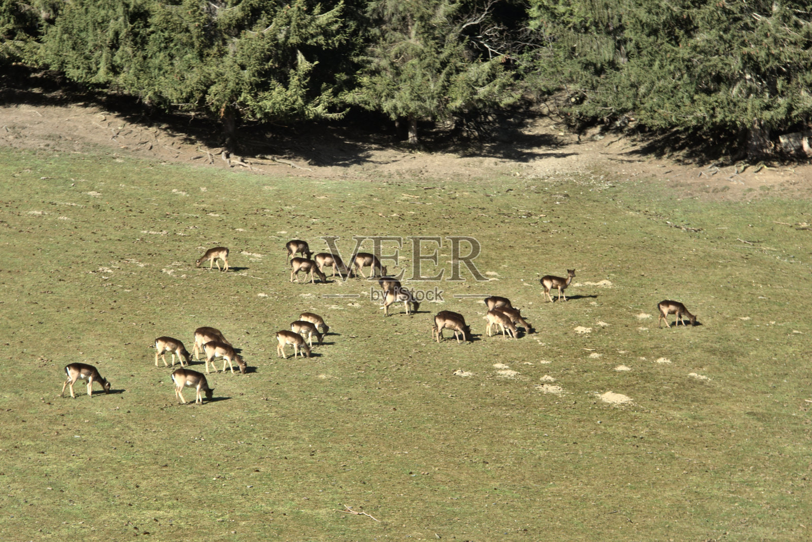 春天，鹿群聚集在林木线附近照片摄影图片
