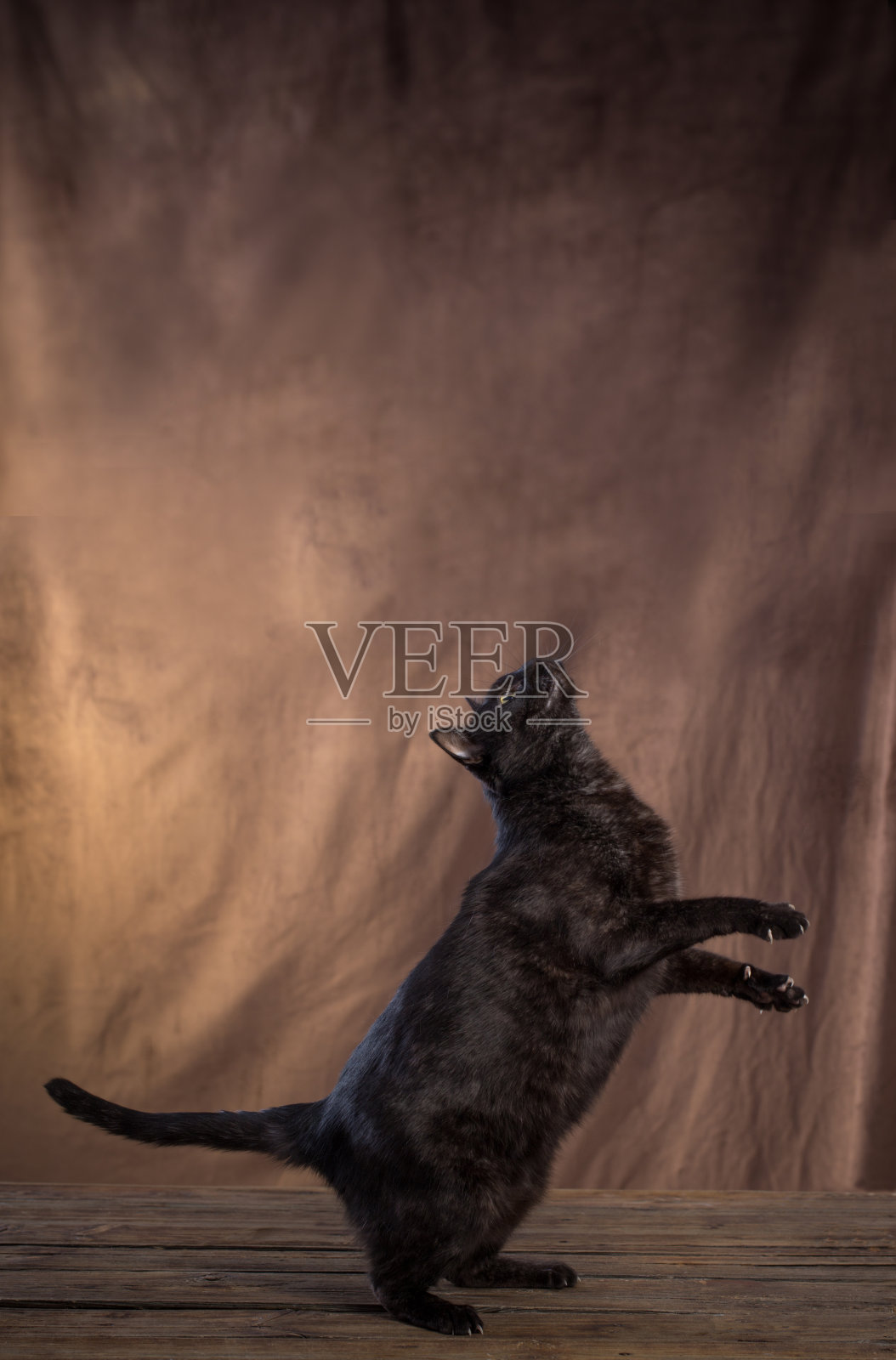 棕色背景上的黑猫照片摄影图片