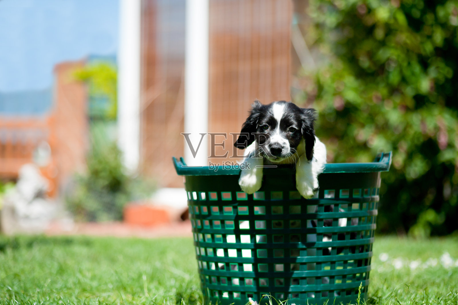 篮子里那只小狗多少钱?这只漂亮的小猎犬试图从篮子里逃出来，篮子里是为了让她远离恶作剧，并保证她在新家的安全。照片摄影图片