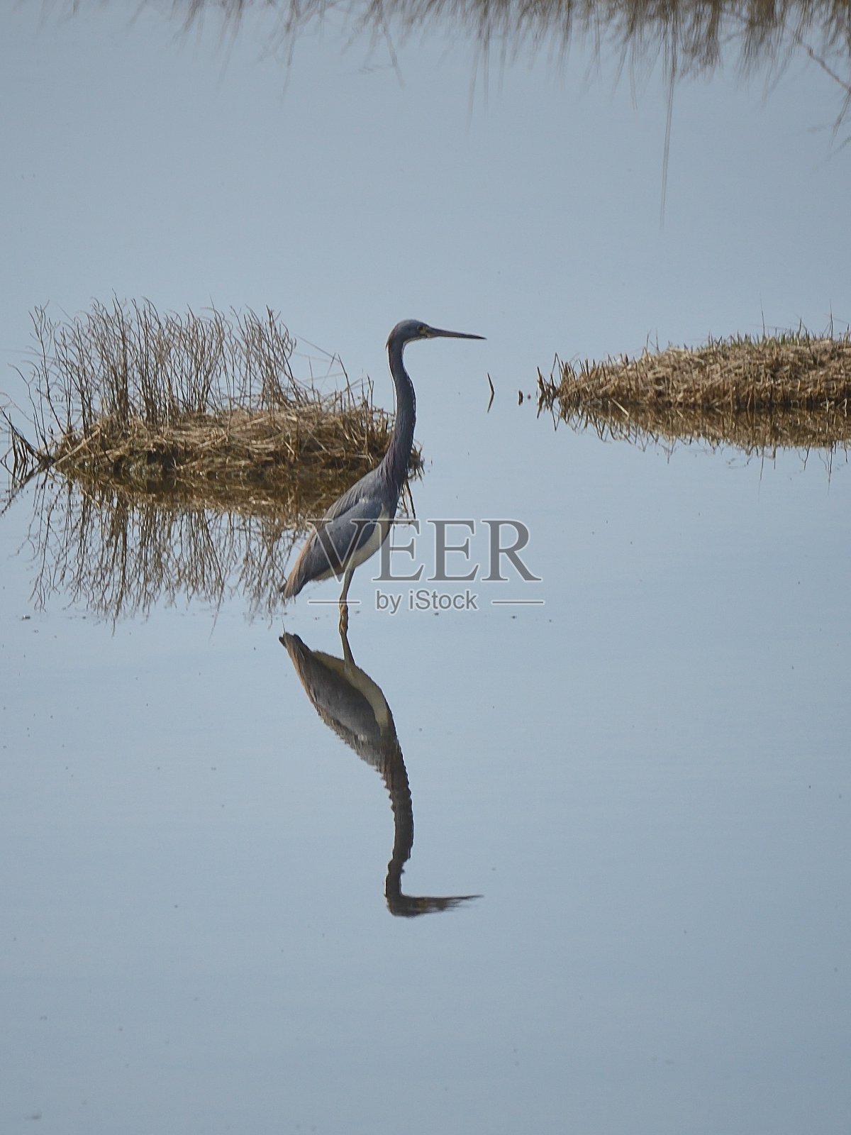 三色鹭反映照片摄影图片