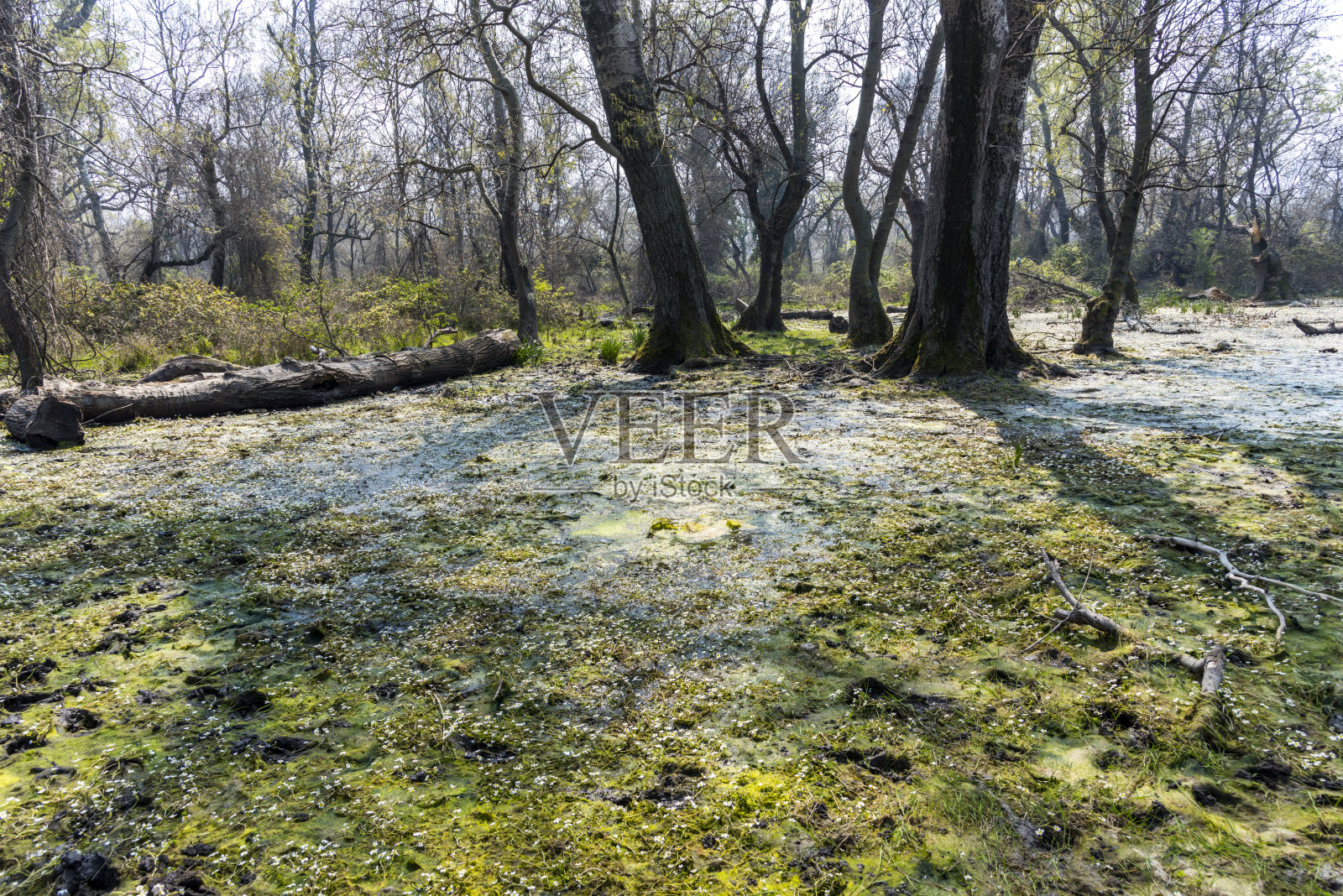 漫滩森林(Longoz)的树木面积照片摄影图片