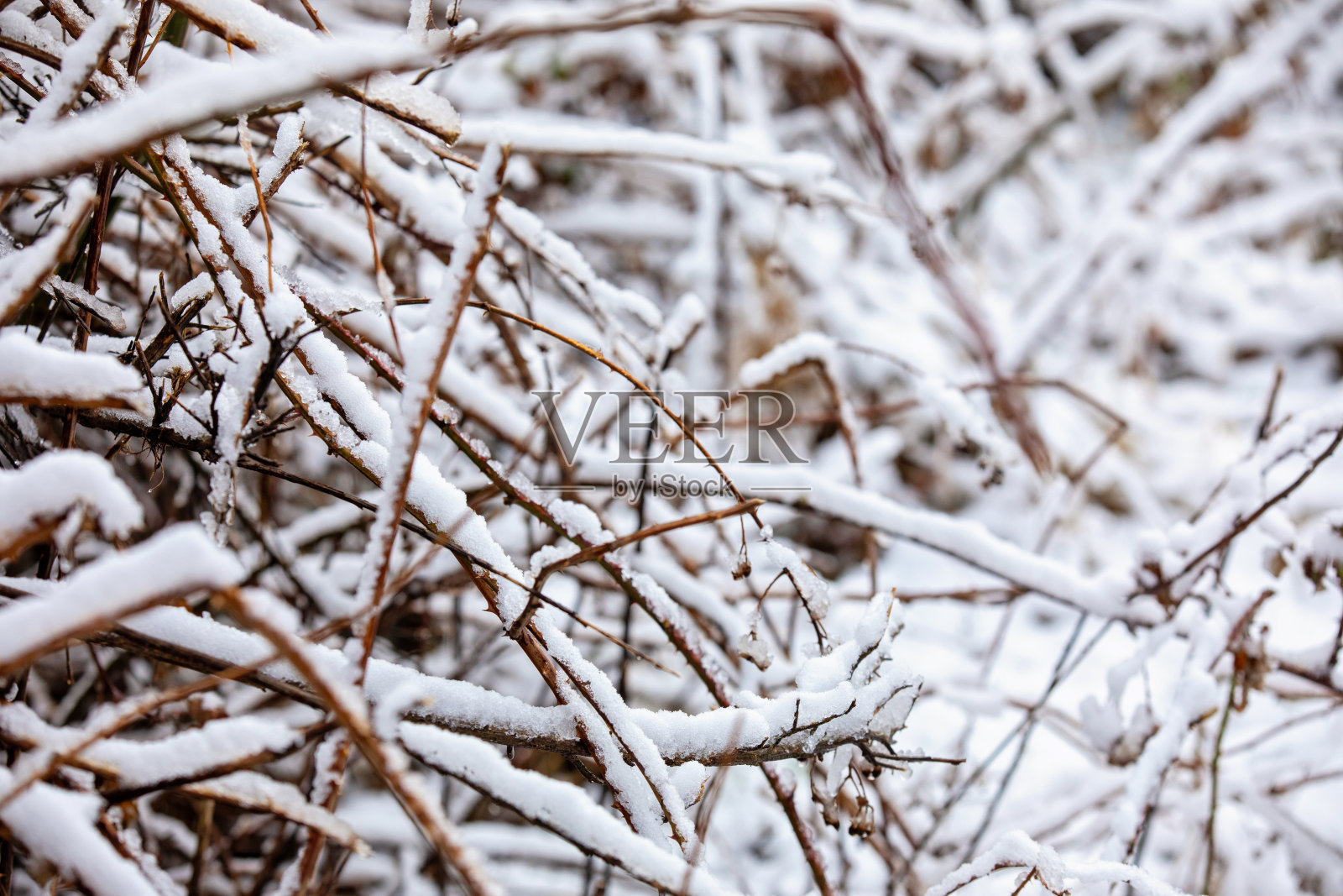 白雪覆盖的分支照片摄影图片