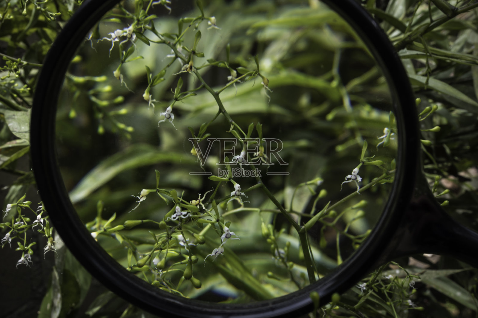 用放大镜在厄瓜多尔发现的显微镜下可见的白色兰花照片摄影图片