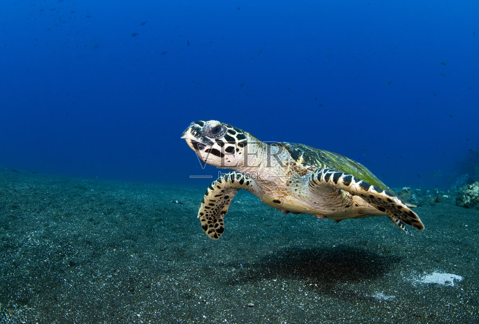 海龟游离巴厘岛海岸。照片摄影图片