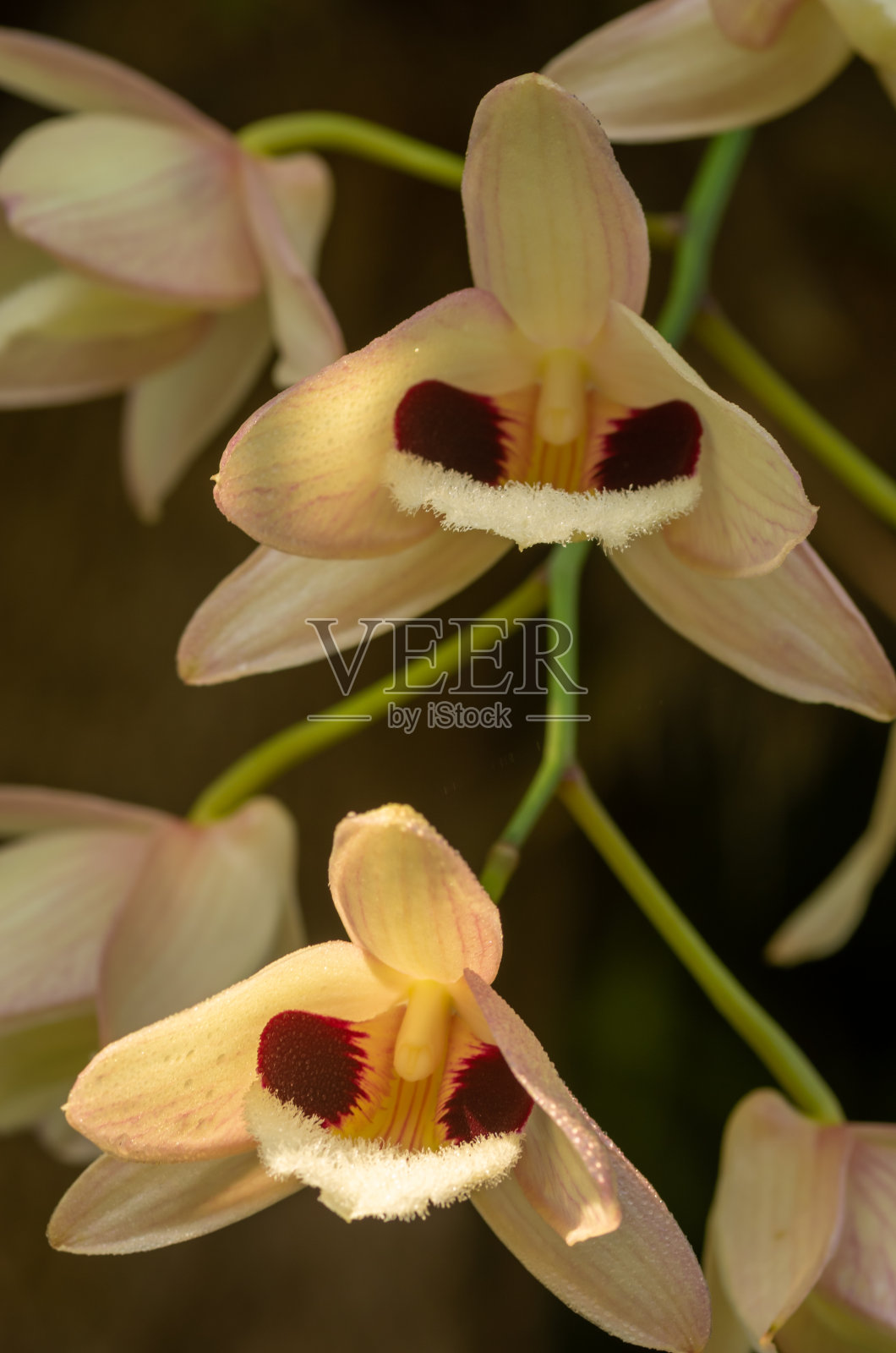 白兰花迷人的丹德罗比姆 （丹德罗布姆脉冲）照片摄影图片