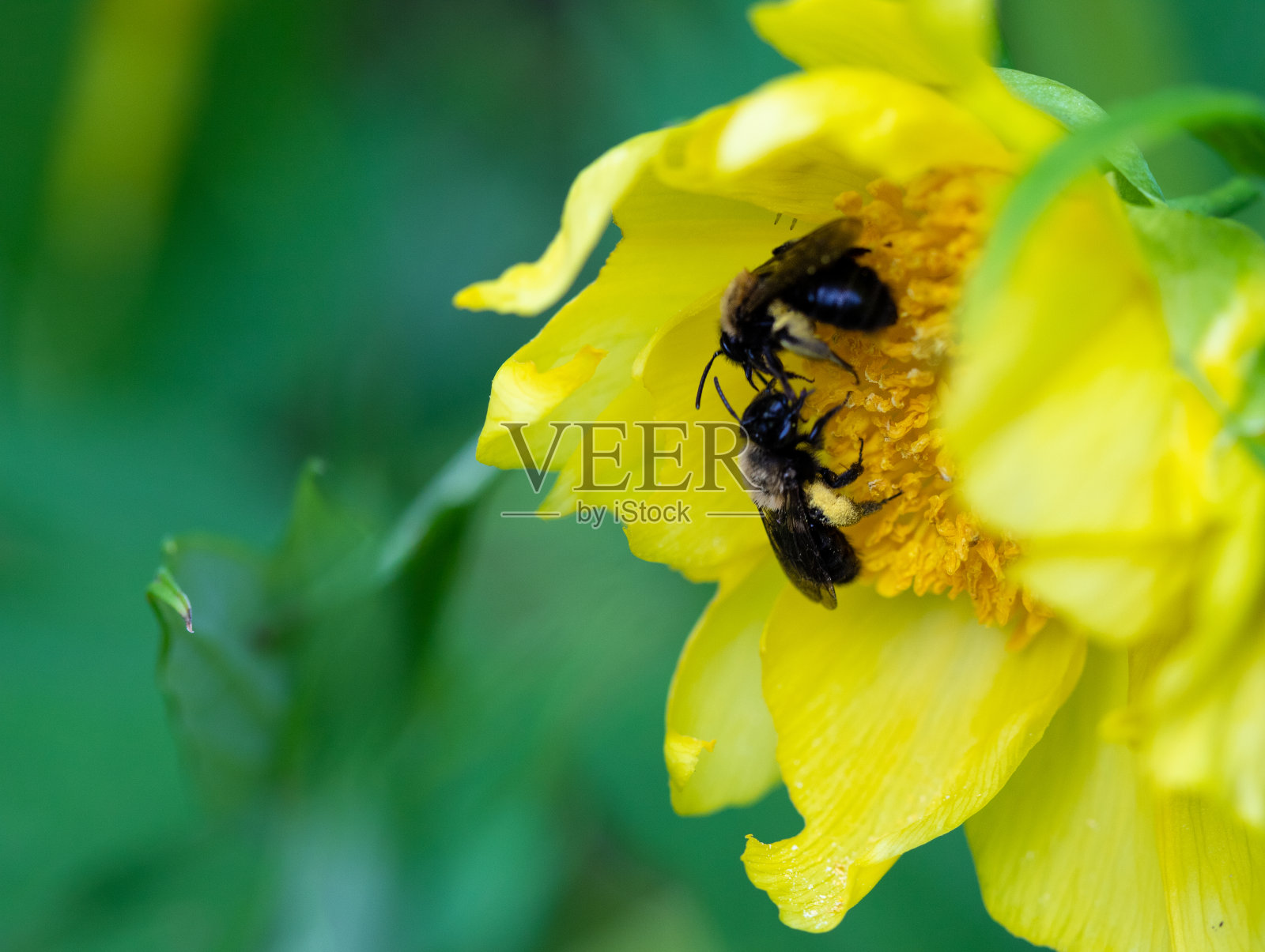 两只沾满花粉的蜜蜂从一朵黄花上采集花蜜照片摄影图片