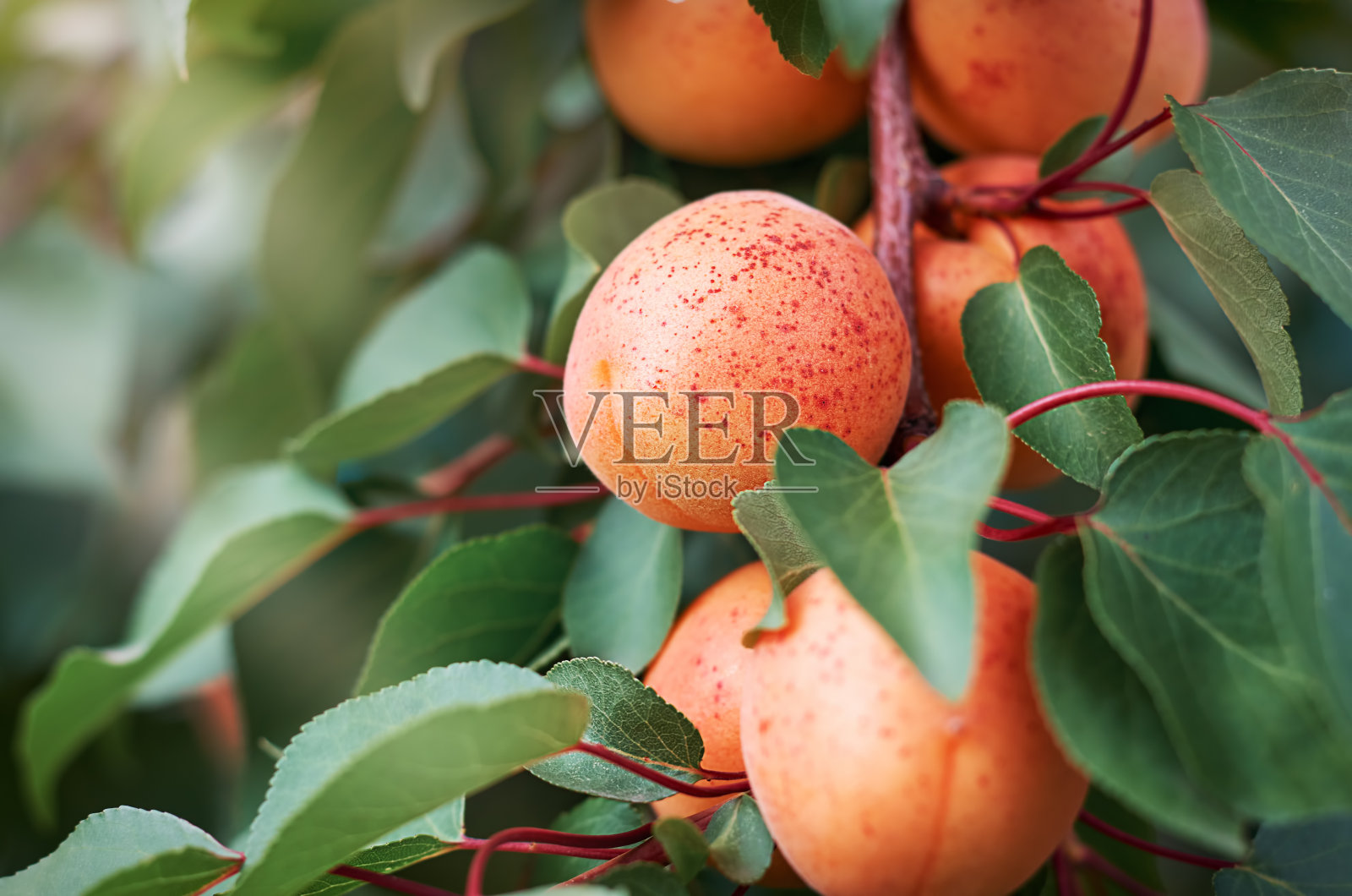 熟透的橙色杏子在选择性的特写聚焦在树枝上照片摄影图片