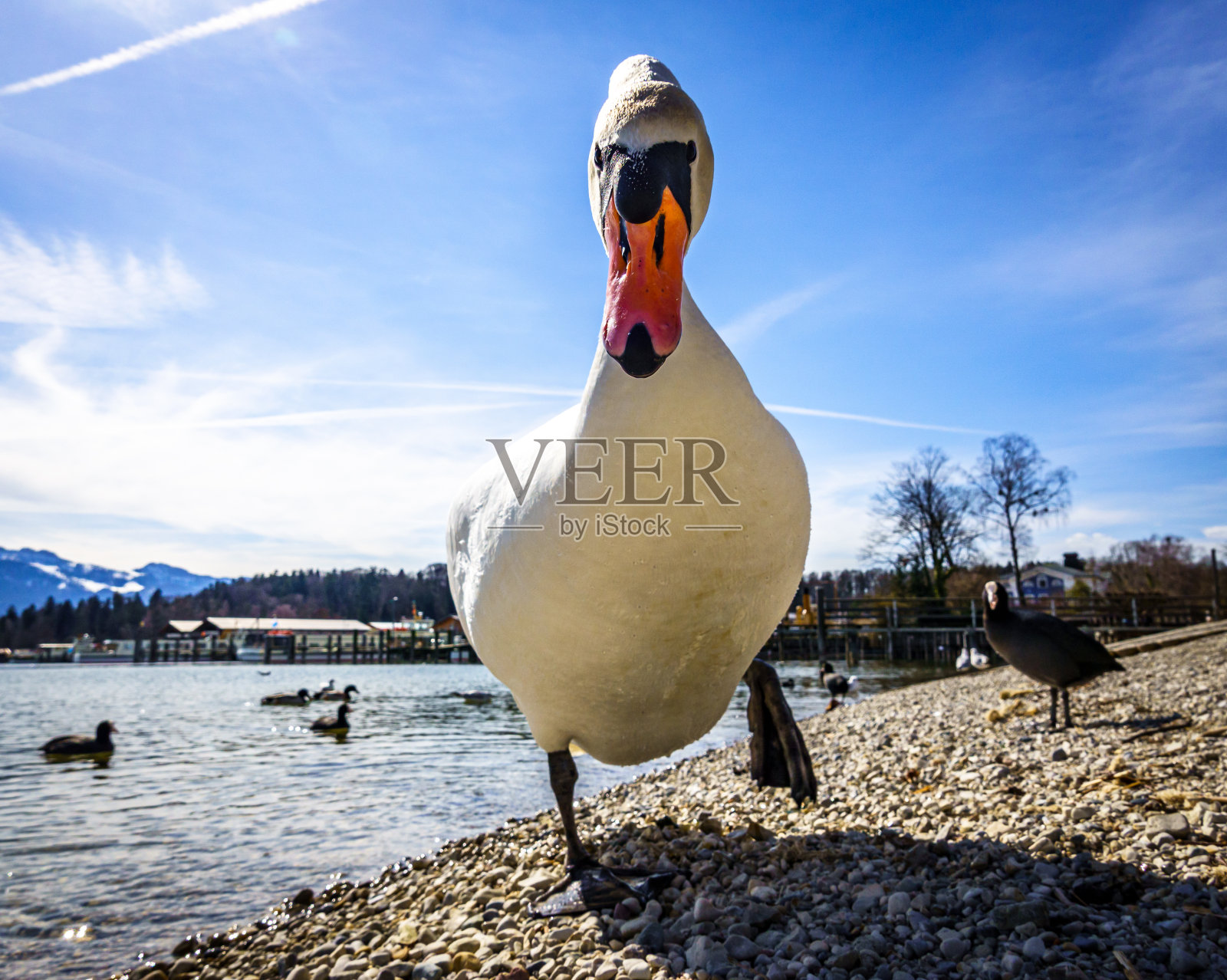 基姆湖的天鹅照片摄影图片