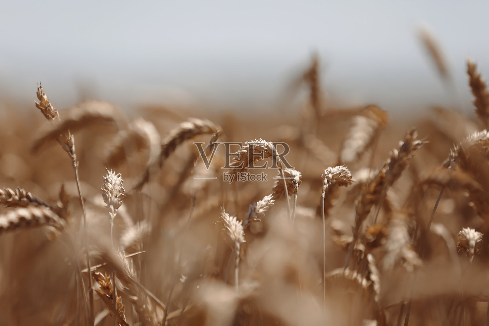 小麦穗靠近。麦田。靠近金色的麦穗。美丽的自然日落景观。草甸麦田成熟穗的背景。丰收的概念。标签设计照片摄影图片