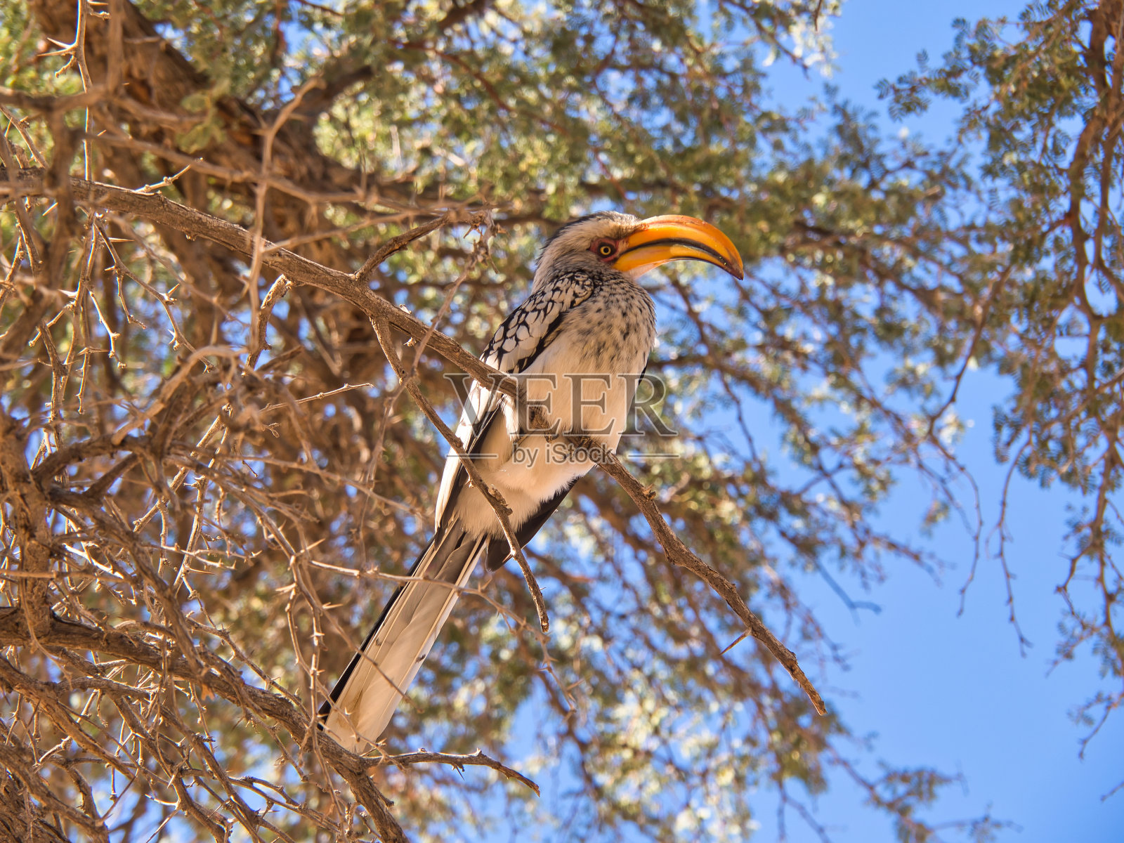 南黄嘴犀鸟在Brandberg也很繁荣照片摄影图片