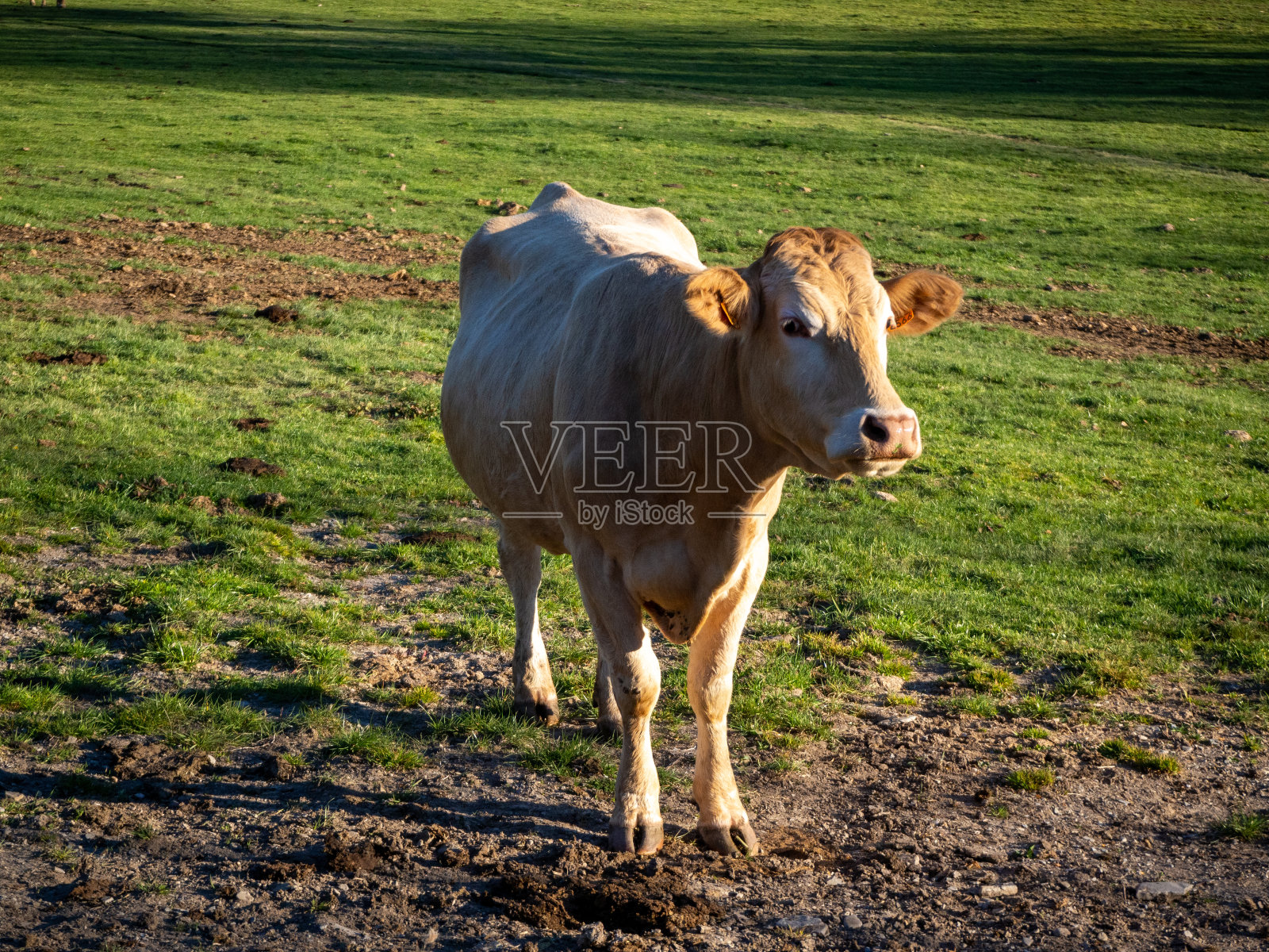 快乐的鳕鱼照片摄影图片
