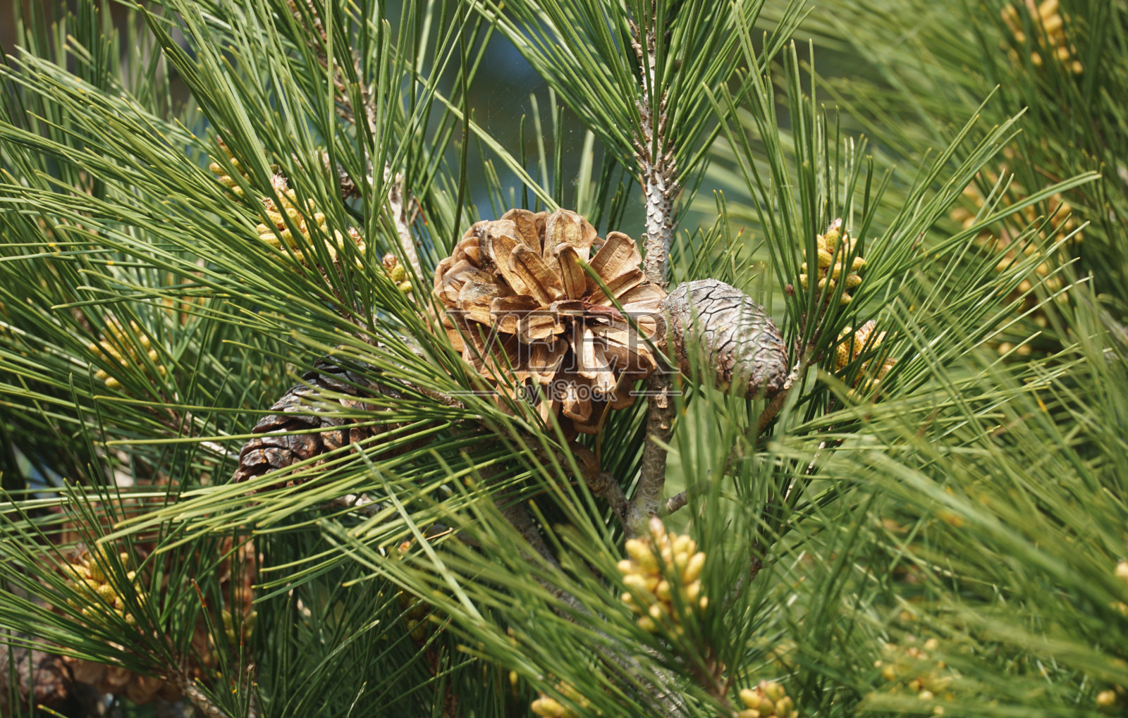 松果在松针之间的绿松树冠顶部照片摄影图片