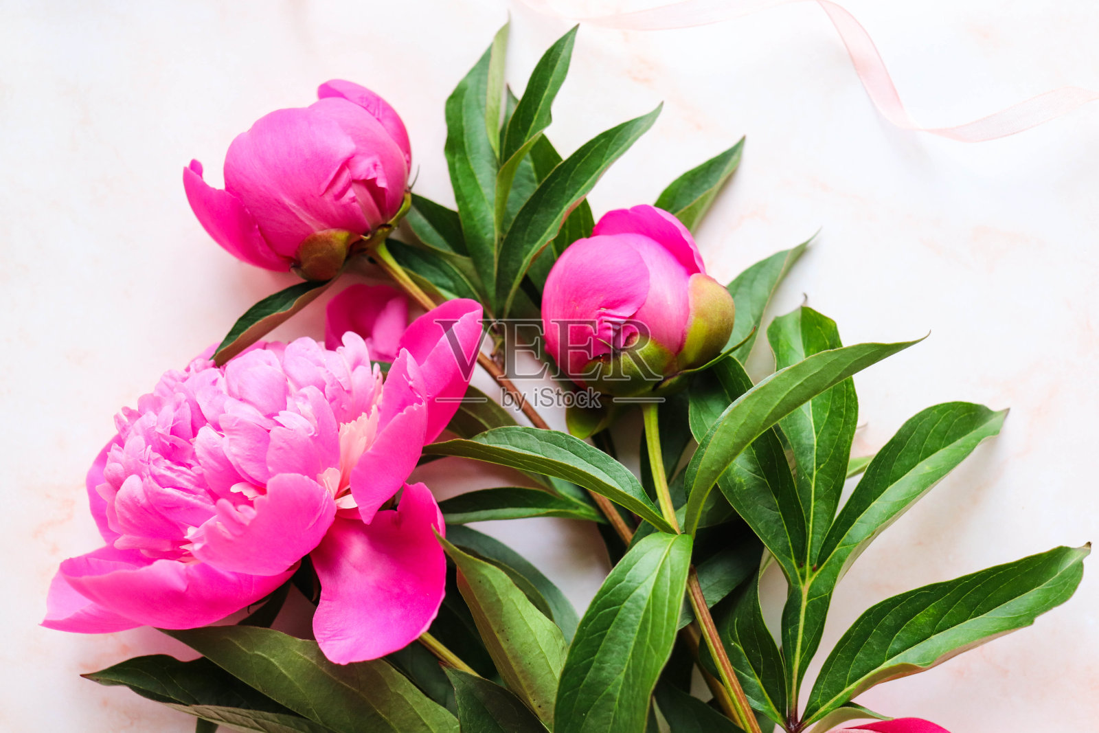 一束粉红色的牡丹照片摄影图片