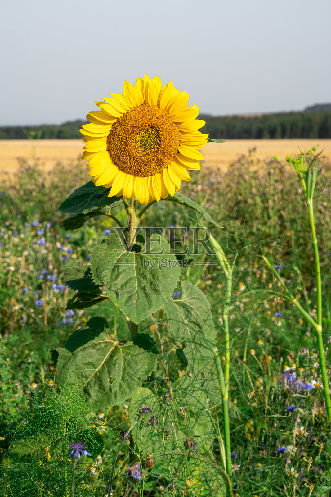 田野里的向日葵照片摄影图片