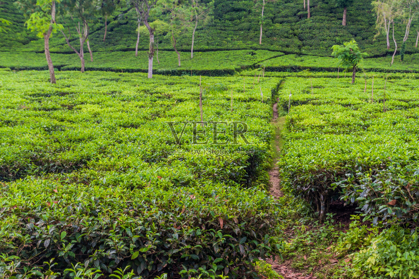 孟加拉国斯瑞曼加尔附近的茶园照片摄影图片