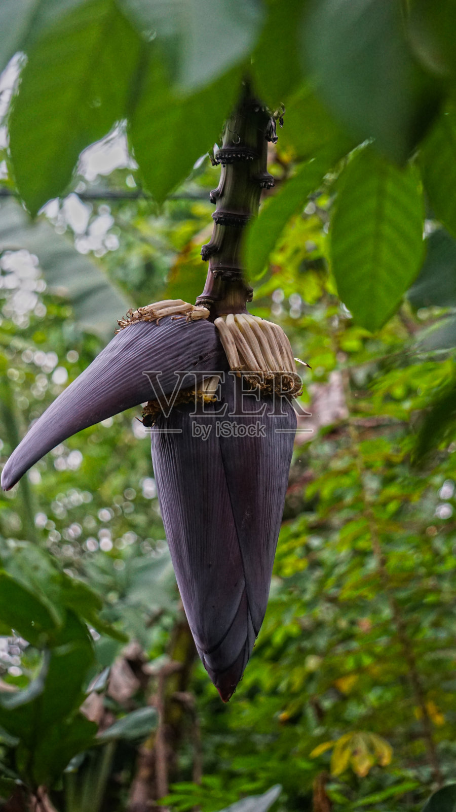 观赏植物之美照片摄影图片