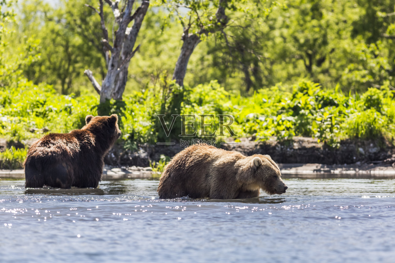 两只棕熊在千岛湖钓鱼。俄罗斯堪察加半岛照片摄影图片