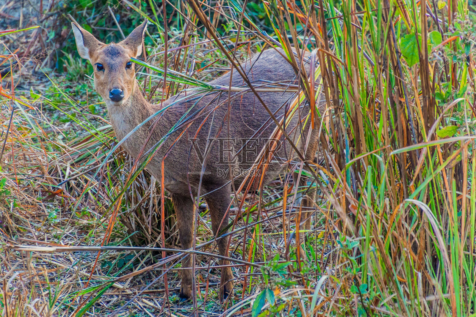 阿萨姆邦卡兹兰加国家公园的鹿照片摄影图片