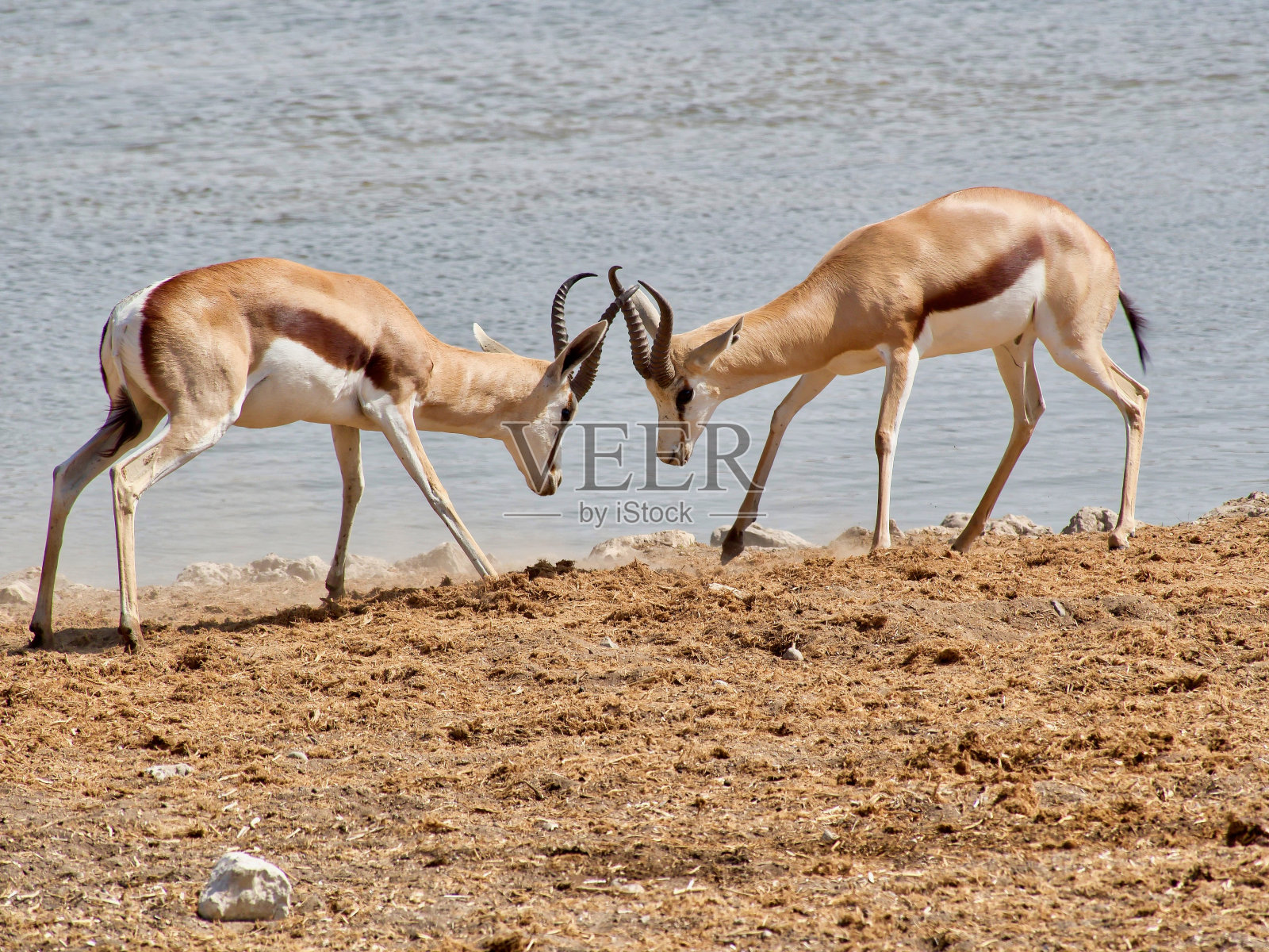两个在埃托沙国家公园打斗的跳台的特写镜头照片摄影图片