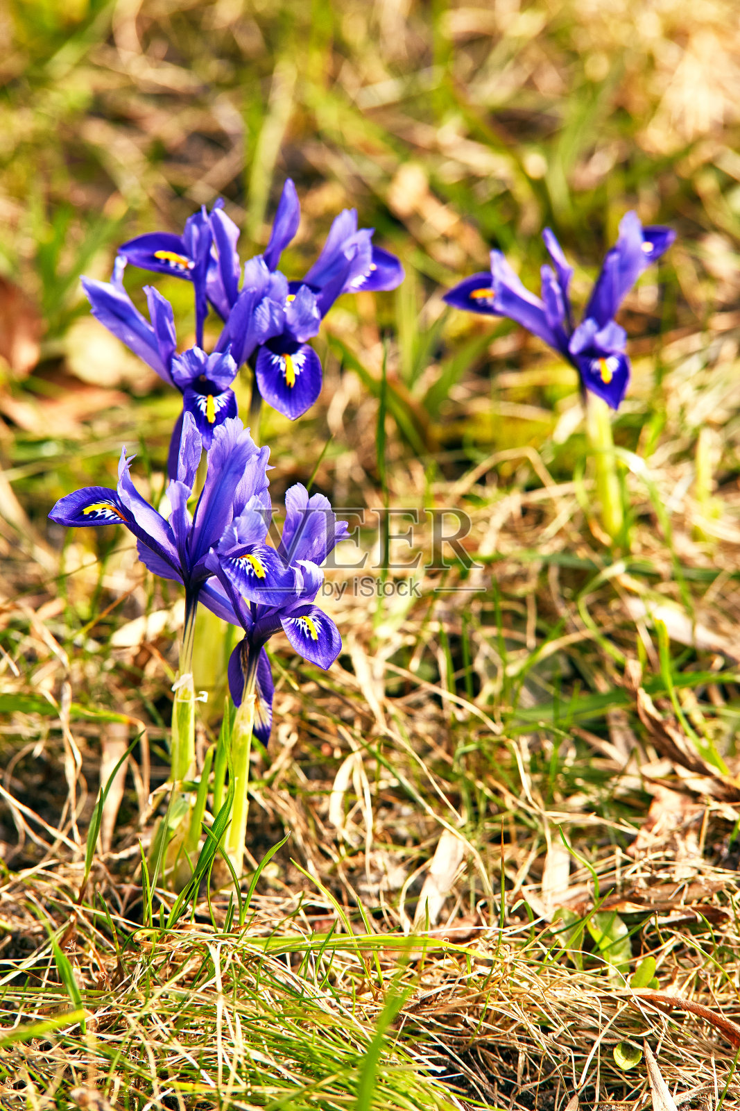 春天第一朵藏红花在花园里绽放。紫色的白头到老花闭合开花照片摄影图片