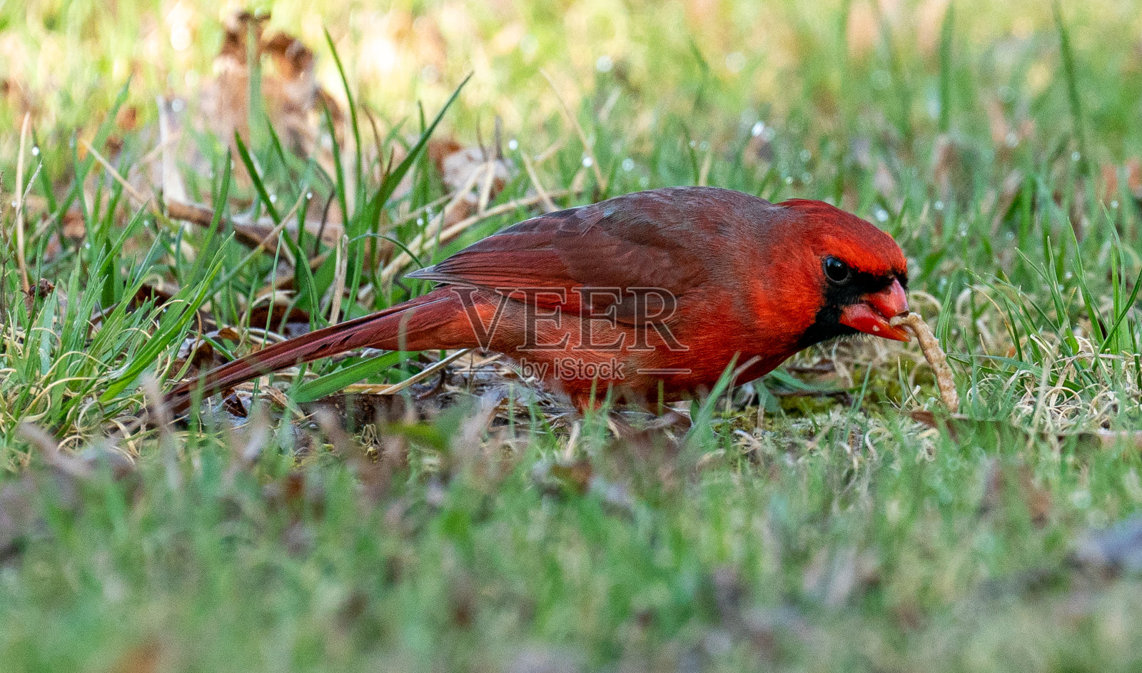 雄性北方红衣主教，喙断照片摄影图片