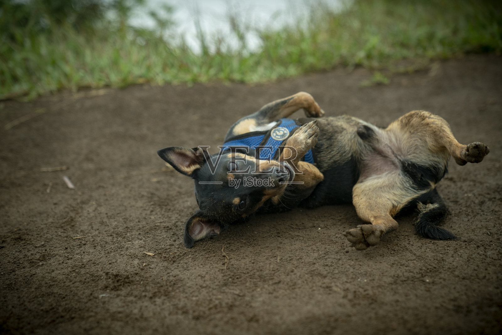 长途跋涉后在泥地里打滚的小狗照片摄影图片