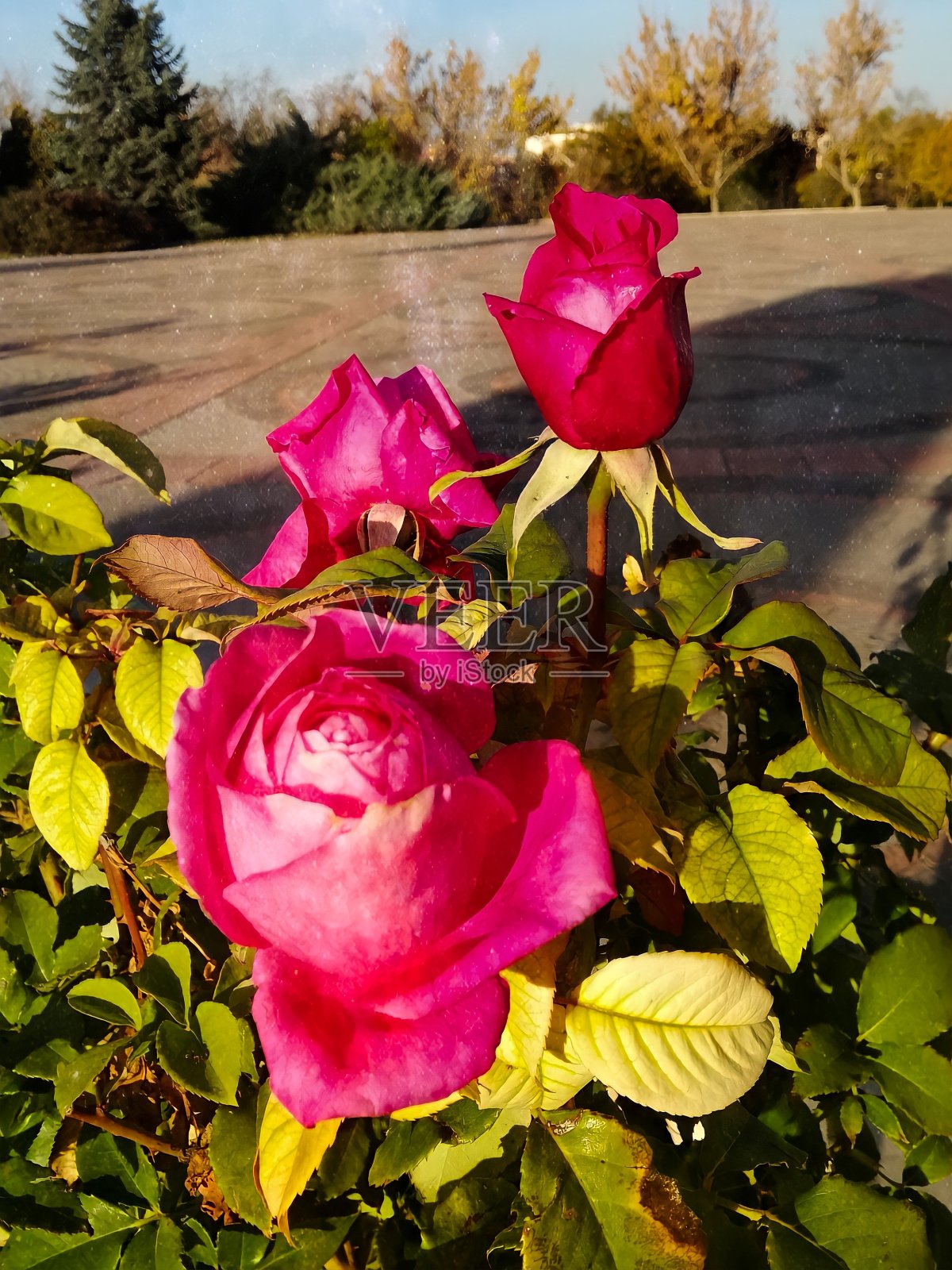 玫瑰花开得很漂亮照片摄影图片