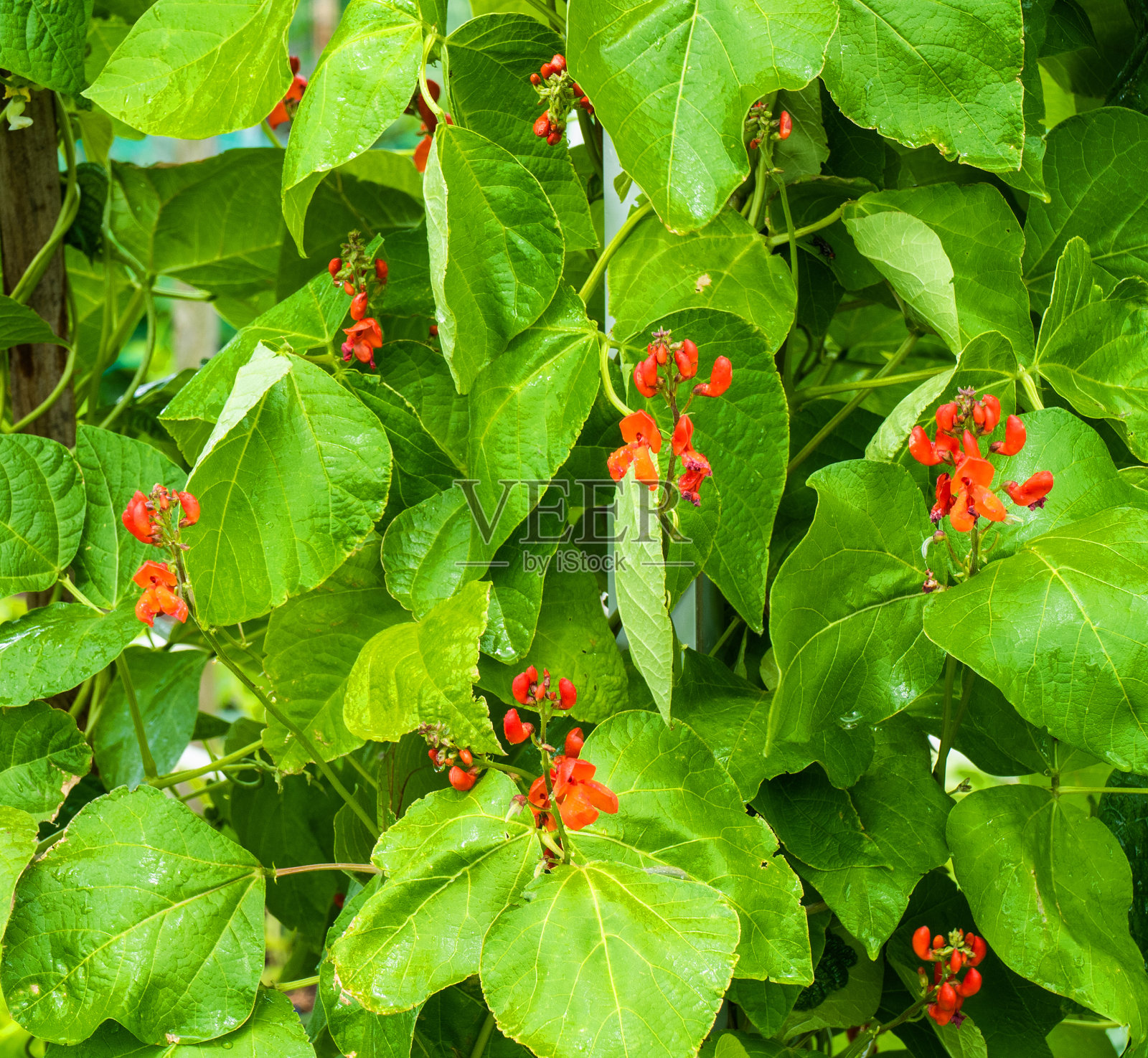 赤豆花的特写(菜豆)照片摄影图片