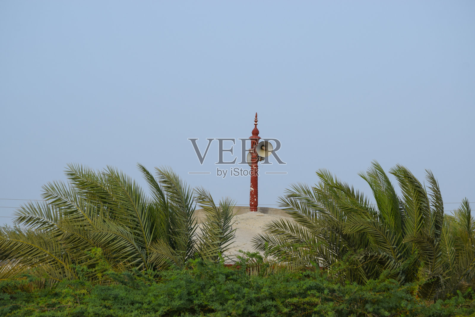 红枣果树在花园里。枣叶植物天然。亚洲夏季水果巴俾路支省农业壁纸背景照片照片摄影图片