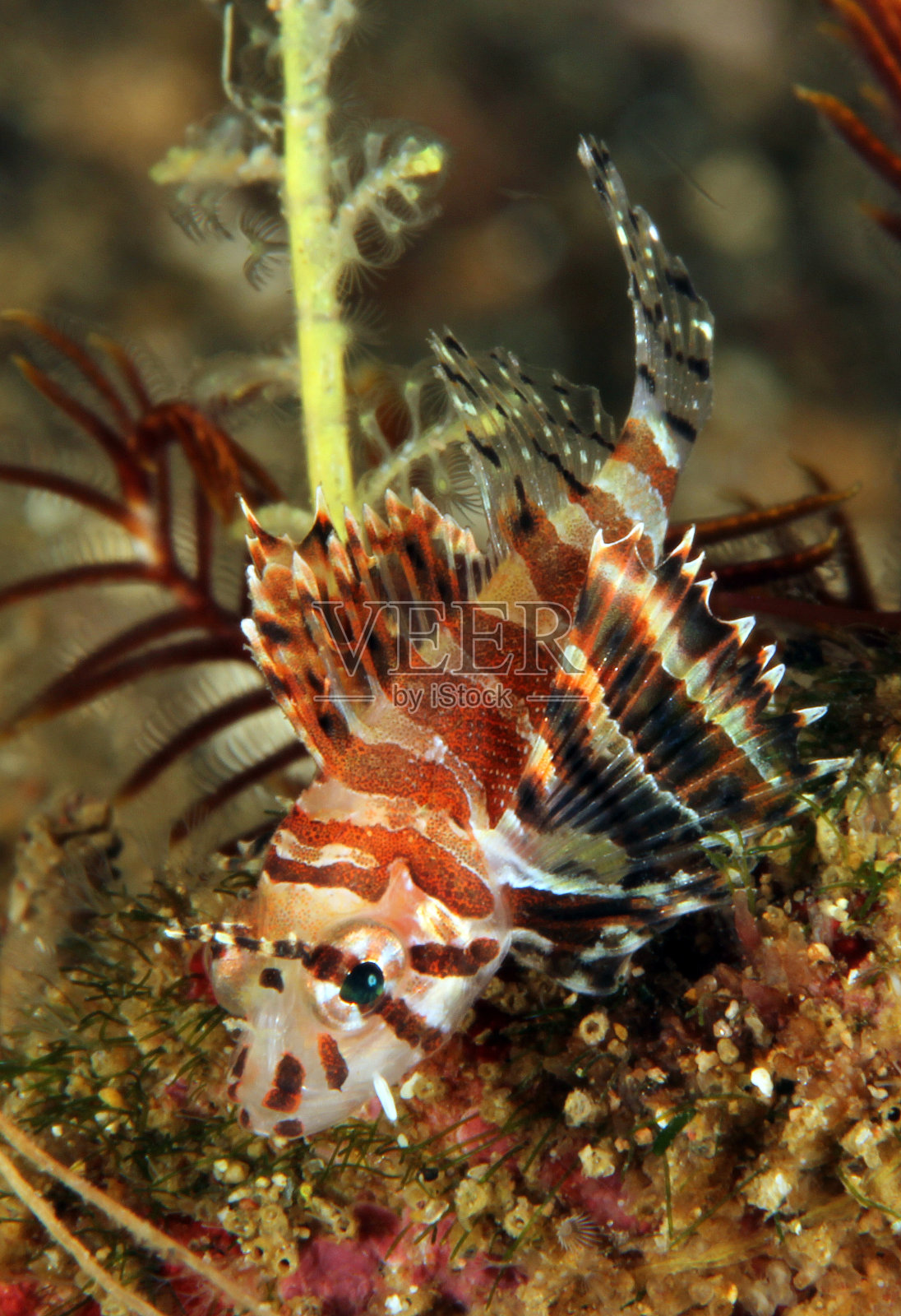 婴儿柳鱼照片摄影图片